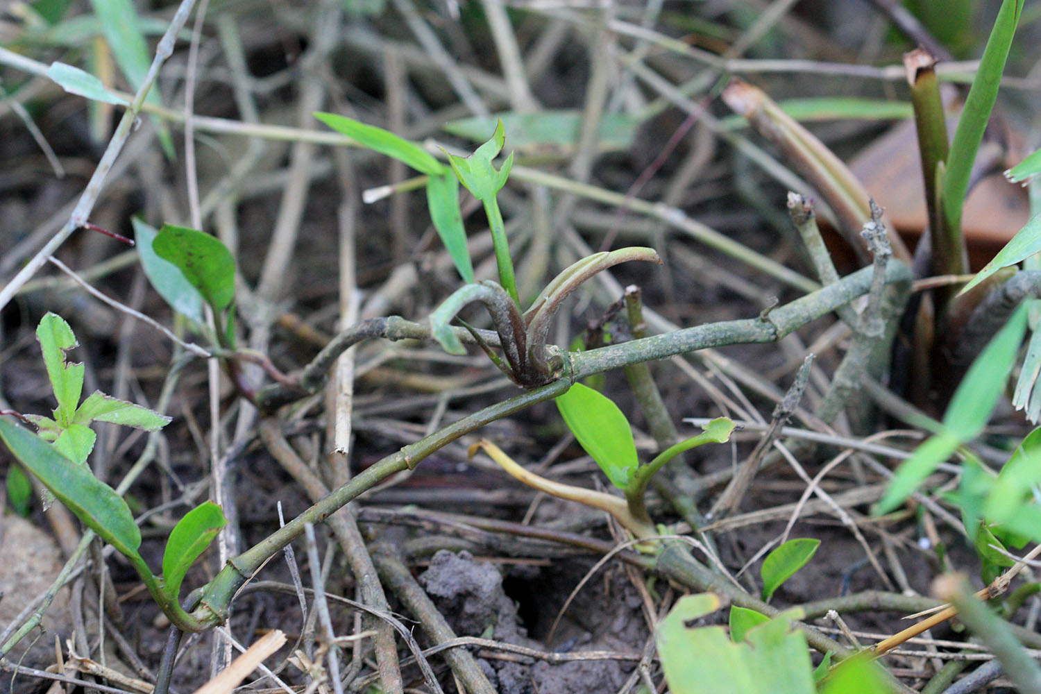 The long stolons of Cryptocoryne ciliata var. ciliata. Photo: D. Loginov