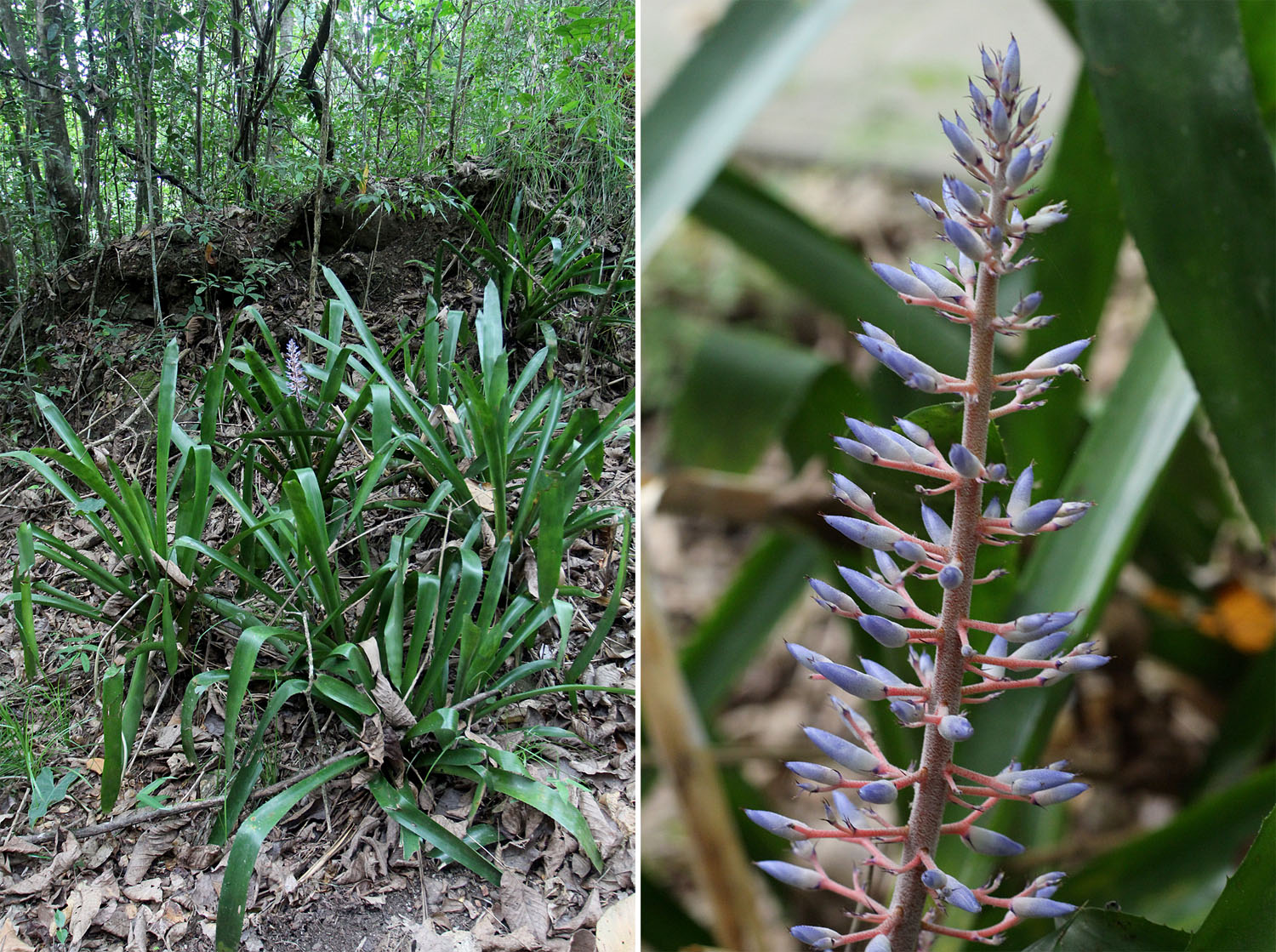 Эхмея Фендлера (Aechmea fendleri). Проходя мимо цветущего растения у меня была мысль сфотографировать цветок на обратном пути, однако все же сделал несколько снимков. На обратном же пути соцветие уже отсутствовало, кто-то из туристов решил сделать подарок своей девушке.
