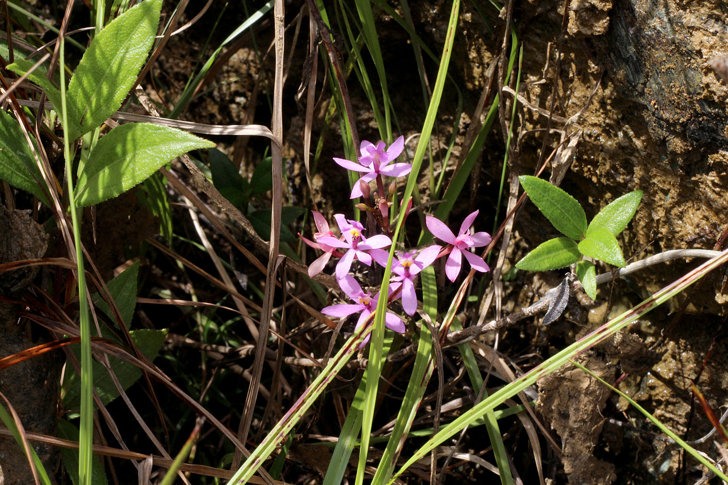 Эпидендрум секундум (Epidendrum secundum) - самая высокогорная на острове Маргарита орхидея, и, пожалуй, самая красивая. На горе Копей встречается только на высотах выше 800 м над уровнем моря.