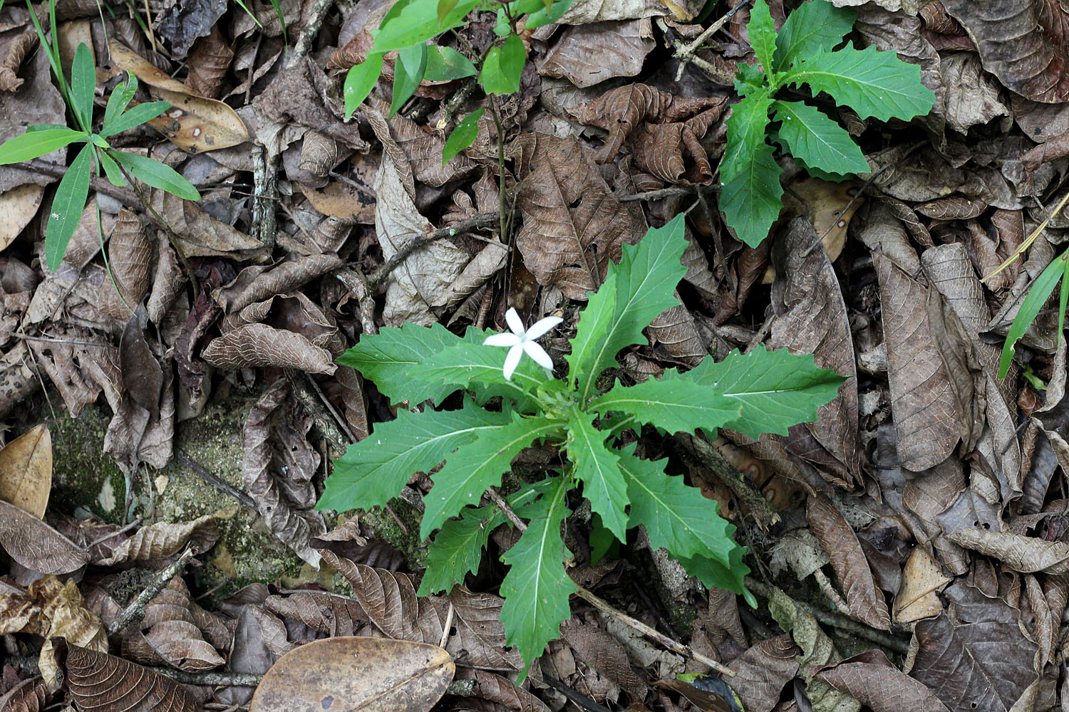 Гиппоброма длинноцветковая (Hippobroma longiflora) - удивительное растение! По задумке природы оно должно было стать эндемиком Ямайки. Однако ныне гиппоброму можно встретить почти в каждом уголке Земного шара с тропическим климатом. Я впервые познакомился с Вифлеемской звездой, когда прогуливался по центру столицы Малайзии - Куала Лумпур.