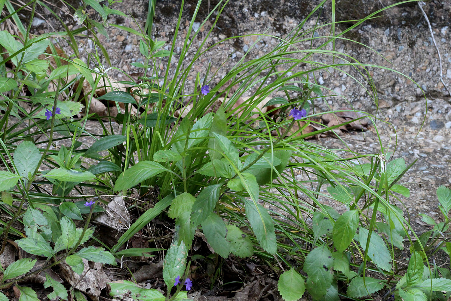 Стахитарфета ямайская (Stachytarpheta jamaicensis) - растение семейства Вербеновые (Verbenaceae). Ранее мы встречали его в материковой Малайзии и острове Занзибар, в то время как настоящей родиной являются страны Центральной Америки.