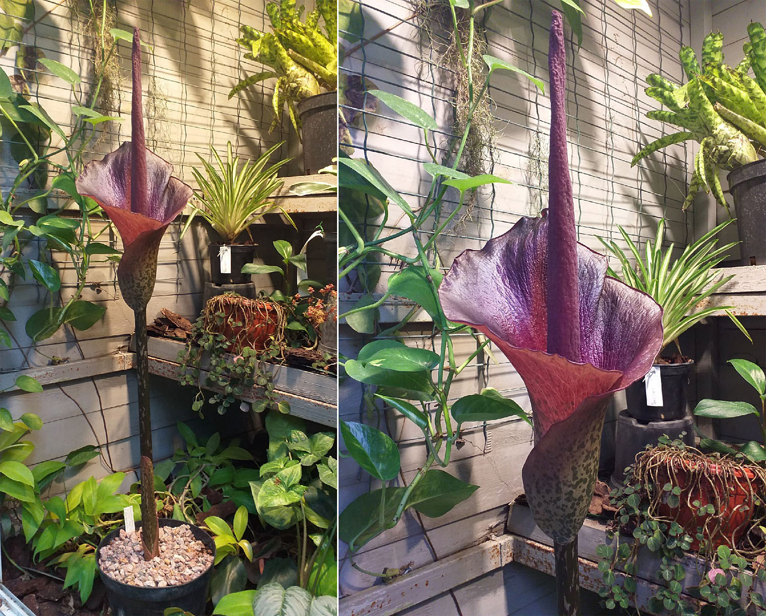 Цветение аморфофаллуса коньяк (Amorphophallus konjac). Аморфофаллусы - клубневые растения семейства Ароидные (Araceae). После периода покоя растение обычно выпускает либо соцветие, либо одиночный лист, с которым растение весь сезон продолжает наращивать свой клубень.