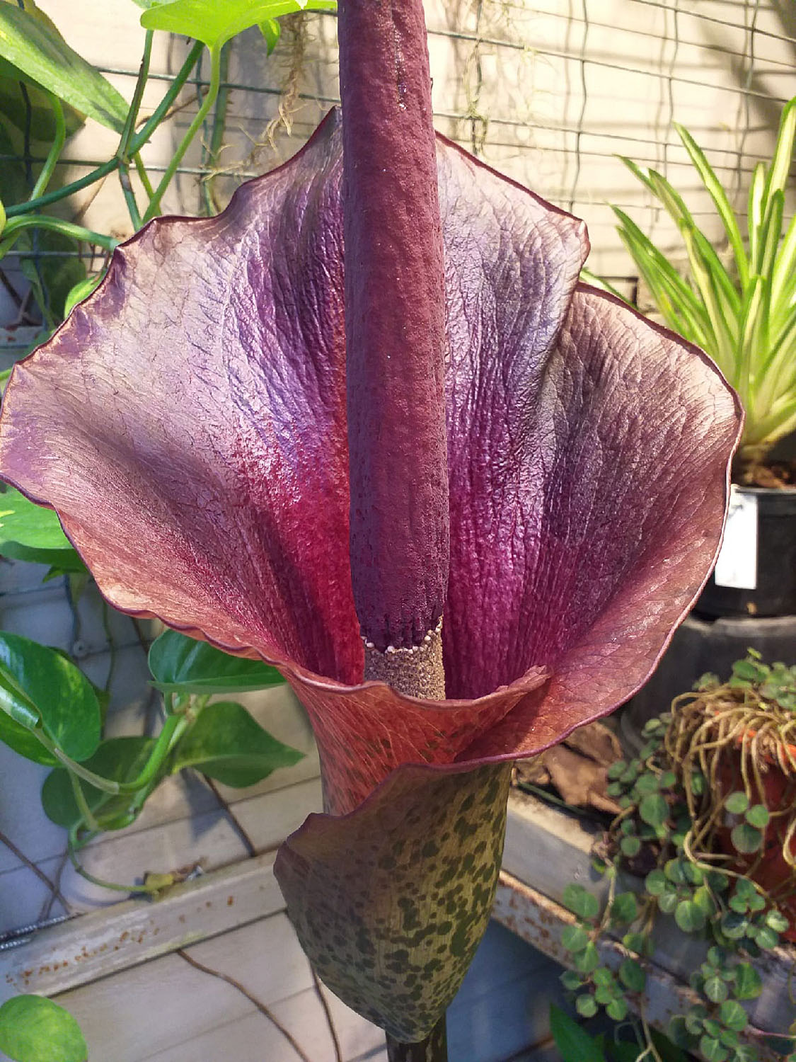 Соцветие аморфофаллуса коньяк (Amorphophallus konjac). Своей окраской и запахом соцветие имитирует тухлое мясо, привлекая опылителей - мух.