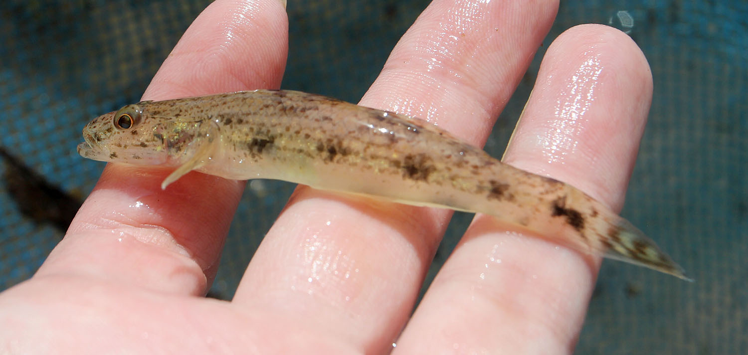 Бычок глоссогобиус гиуриса (Glossogobius giuris) широко распространен в эстуарных водах побережий Индийского и Тихого океанов. Zanzibar, Tanzania.