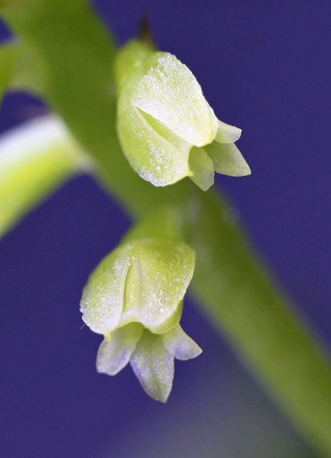Цветки теласиса крошечного (Thelasis pygmaea). Phu Quoc, Vietnam. Home blooming.