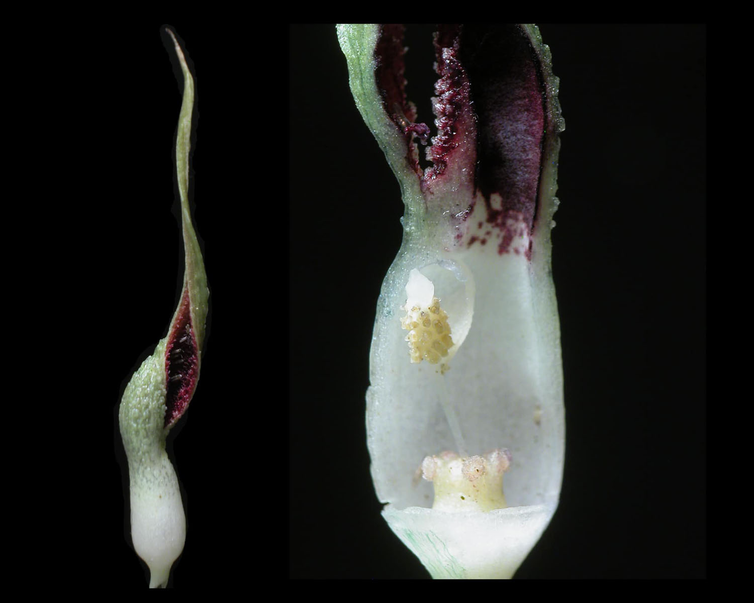 Соцветие криптокорины палаванской (Cryptocoryne palawanensis). Оно хорошо знакомо любителям криптокорин и раньше принадлежало криптокорине карликовой (Cryptocoryne pygmaea) с острова Палаван. Photo by J.D. Bastmeijer.