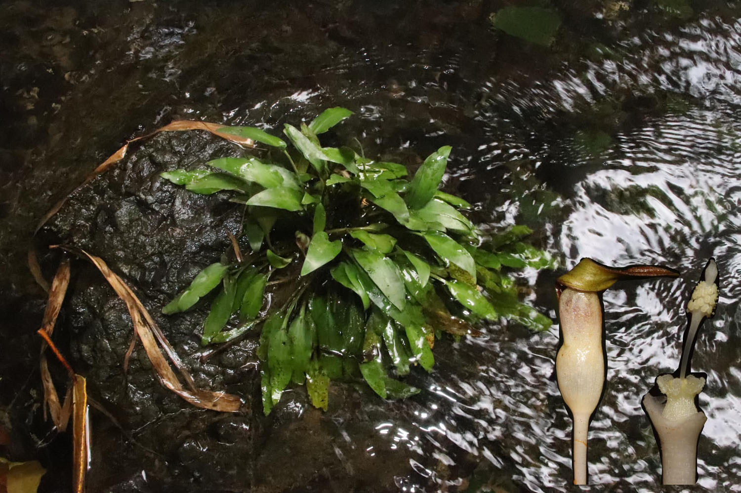 Криптокорина карликовая (Cryptocoryne pygmaea) с полуострова Замбоанга. Растение не удавалось найти целый век, и вот нашли... но лишь десяток экземпляров! Настоящую пигмею отличает от растения с острова Палаван желтая окраска лимба покрывала соцветия и еще небольшое количество незначительных отличий. Однако этого хватило, чтобы в 2022 году пигмею с Палавана переименовать в криптокорину палаванскую (Cryptocoryne palawanensis). Photo by Mark Arcebal K. Naive.