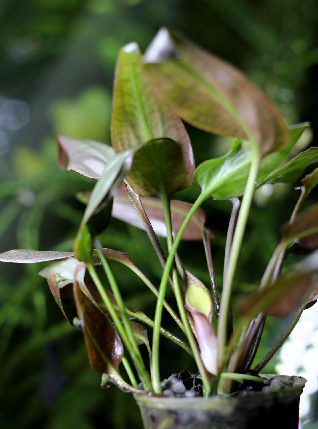 Тепличный экземпляр красной формы криптокорины понтедериелистной (Cryptocoryne pontederiifolia Red Lips). В отличие от зеленой формы, эта разновидность имеет меньшие размера и красные тона в окраске листьев. На этом отличия заканчиваются - обе формы просты в содержании и имеют одинаковое соцветие.