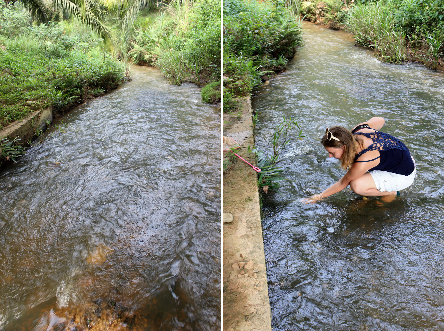 The river Sungai Tealng. The stone framing of the banks is due to the presence of a road bridge over the river in this place. Cryptocoryne nurii var. raubensis is completely submerged. The current is strong.
