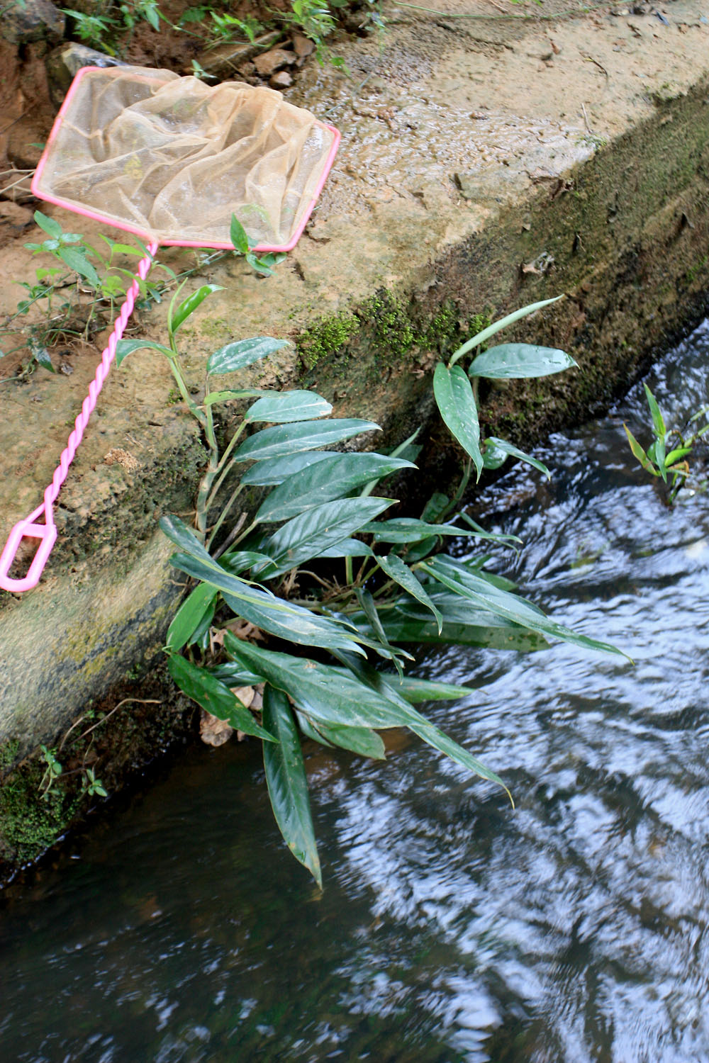 Epipremnum amplissimum is one of the few semi-aquatic plants in this region. It can be successfully cultivated both in an aquarium and as a houseplant.