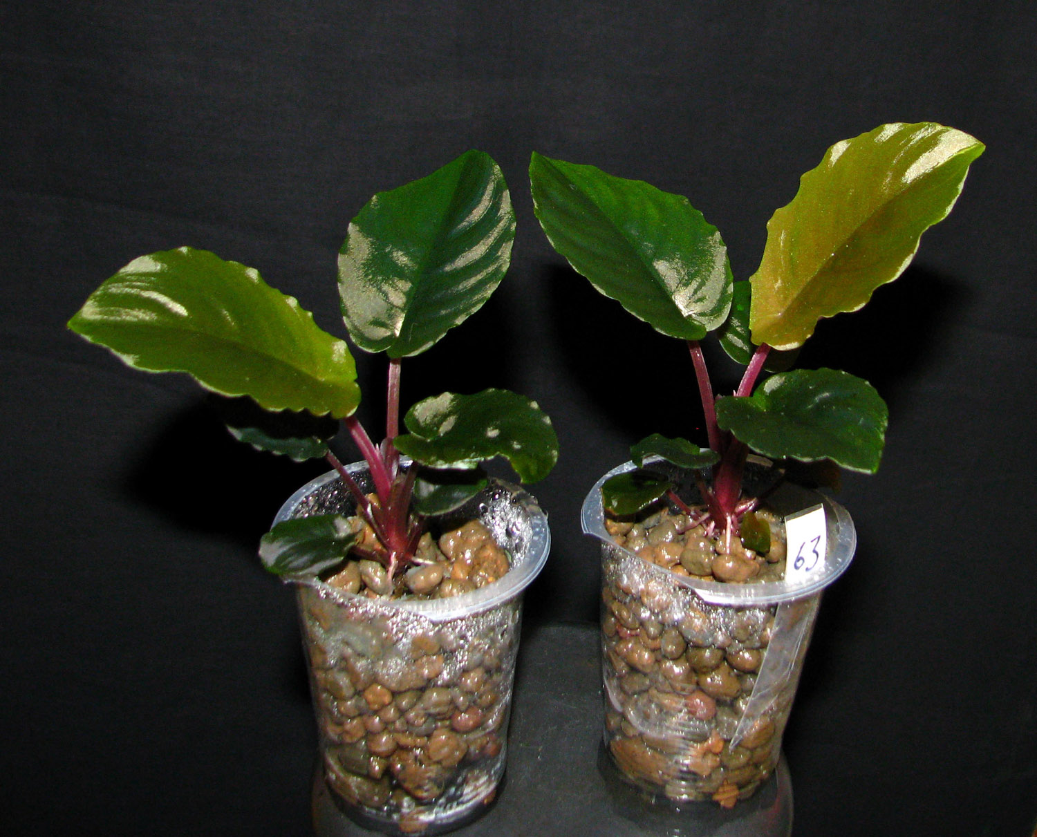 The plantlets after 6 months. Schismatoglottis metallica 'Pikachu'.