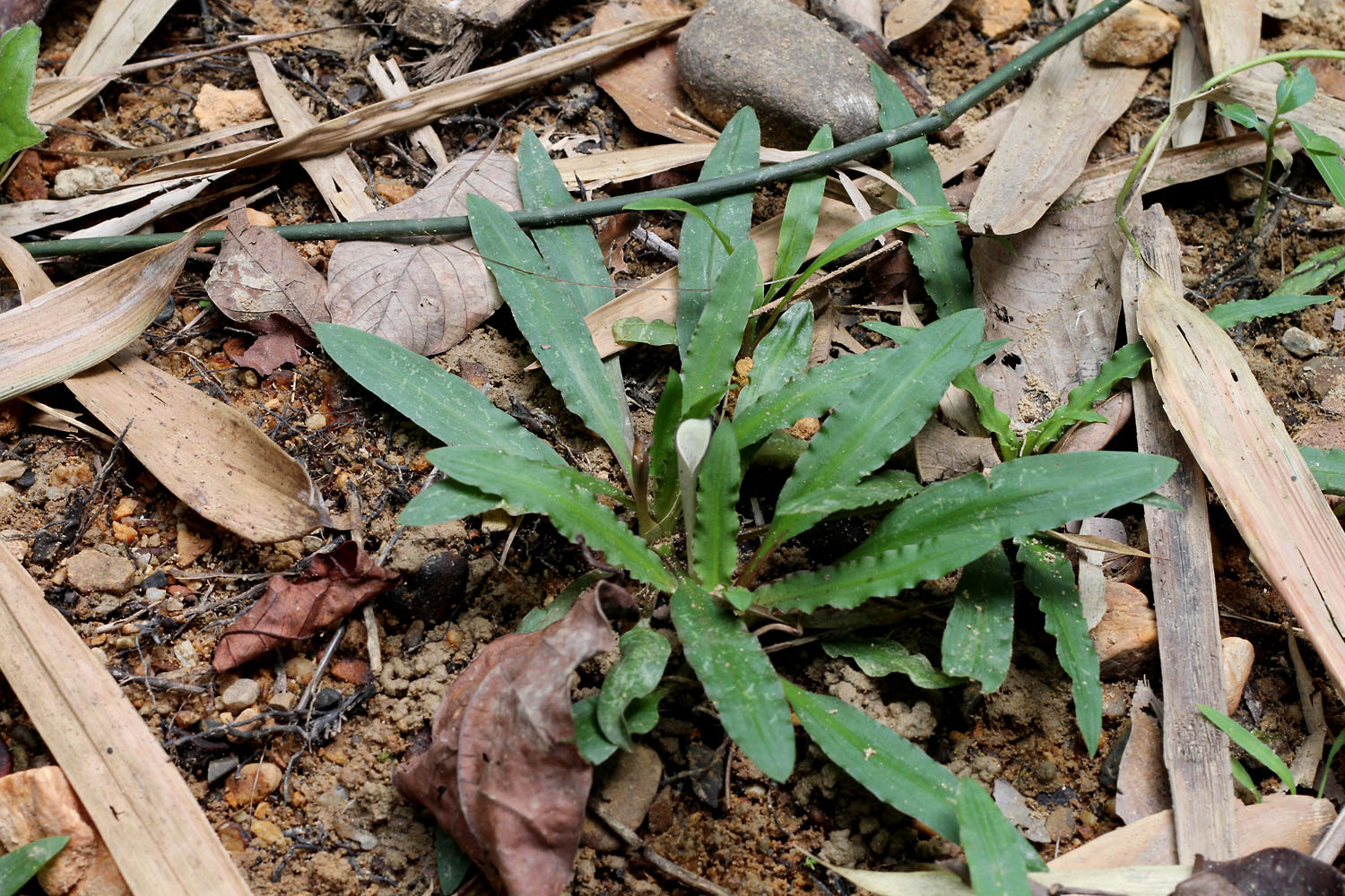 Криптокорина беловатая (Cryptocoryne crispatula var. albida) с соцветием на берегу небольшого лесного ручья Bang Bon в округе Kra Buri.