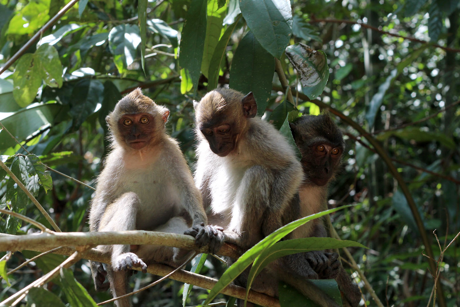 Длиннохвостые макаки (Macaca fascicularis) в национальном парке Khao Sok. В отличие от той же Малайзии на дорогах Тайланда редко встретишь даже обычную макаку, поэтому эта встреча в национальном парке была очень желанна. Обезьяны были неагрессивны и контактны.