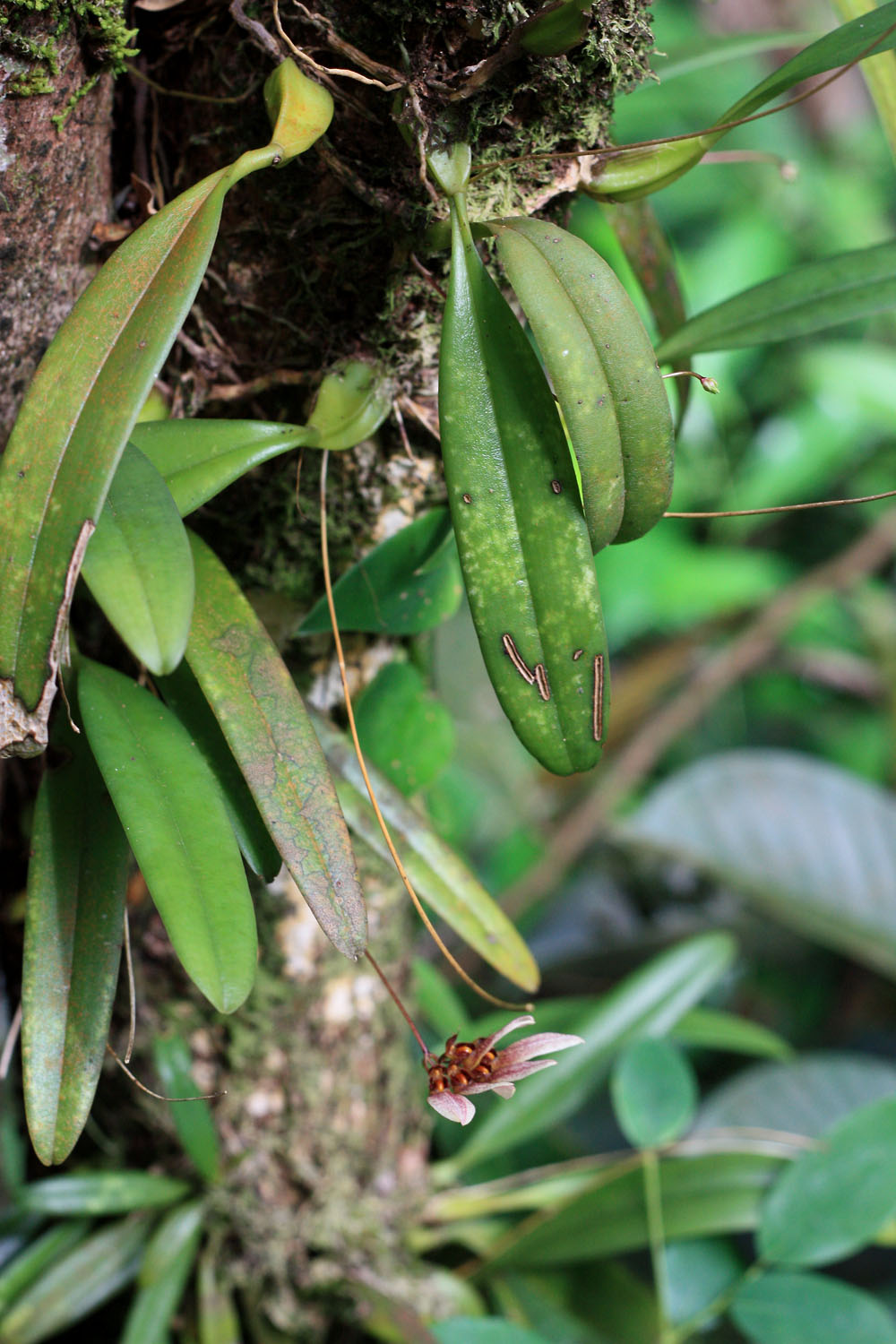 Цветущий бульбофиллум венериновеерный (Bulbophyllum flabellum-veneris) в Phu Quoc National Park. Внешне растение в целом, как и его соцветие, очень похоже на Bulbophyllum lepidum.