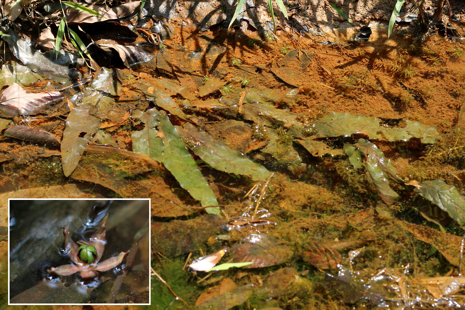 Barclaya longifolia among fallen leaves. Its inflorescence is at the bottom left. It is interesting to note that unlike the Vietnamese island of Phu Quoc, in Thailand we have never seen large clusters of this plant. Most often, populations were limited to a couple of dozen specimens. Photo by Dmitry Loginov.