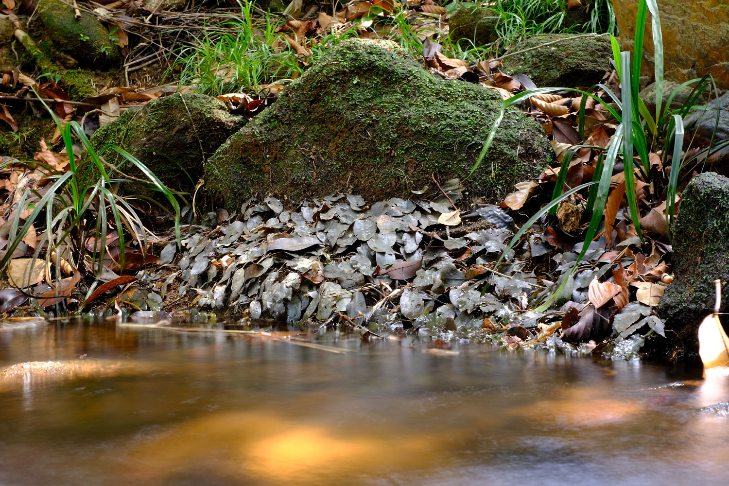 The gray leaves of Cryptocoryne cordata var. siamensis on the bank resemble leaf litter. Photo by Roman Magin.