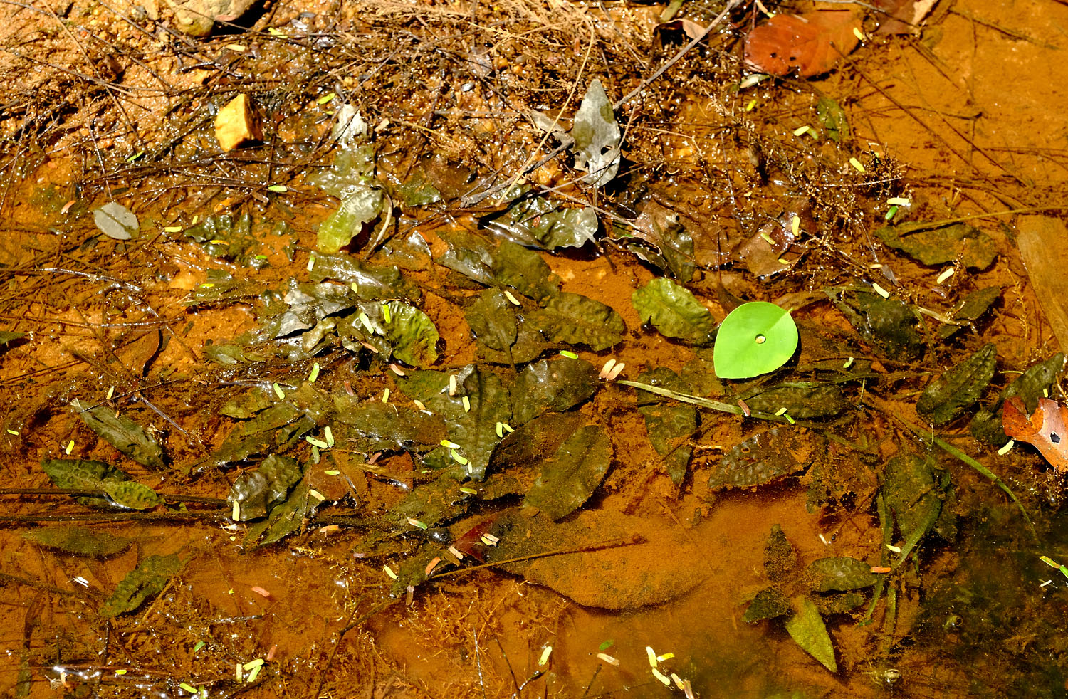 The Pak Wip River had a sandy, silted bed, which allowed us to observe the underwater C. cordata var. siamensis even in the dry season. Photo by Roman Magin.