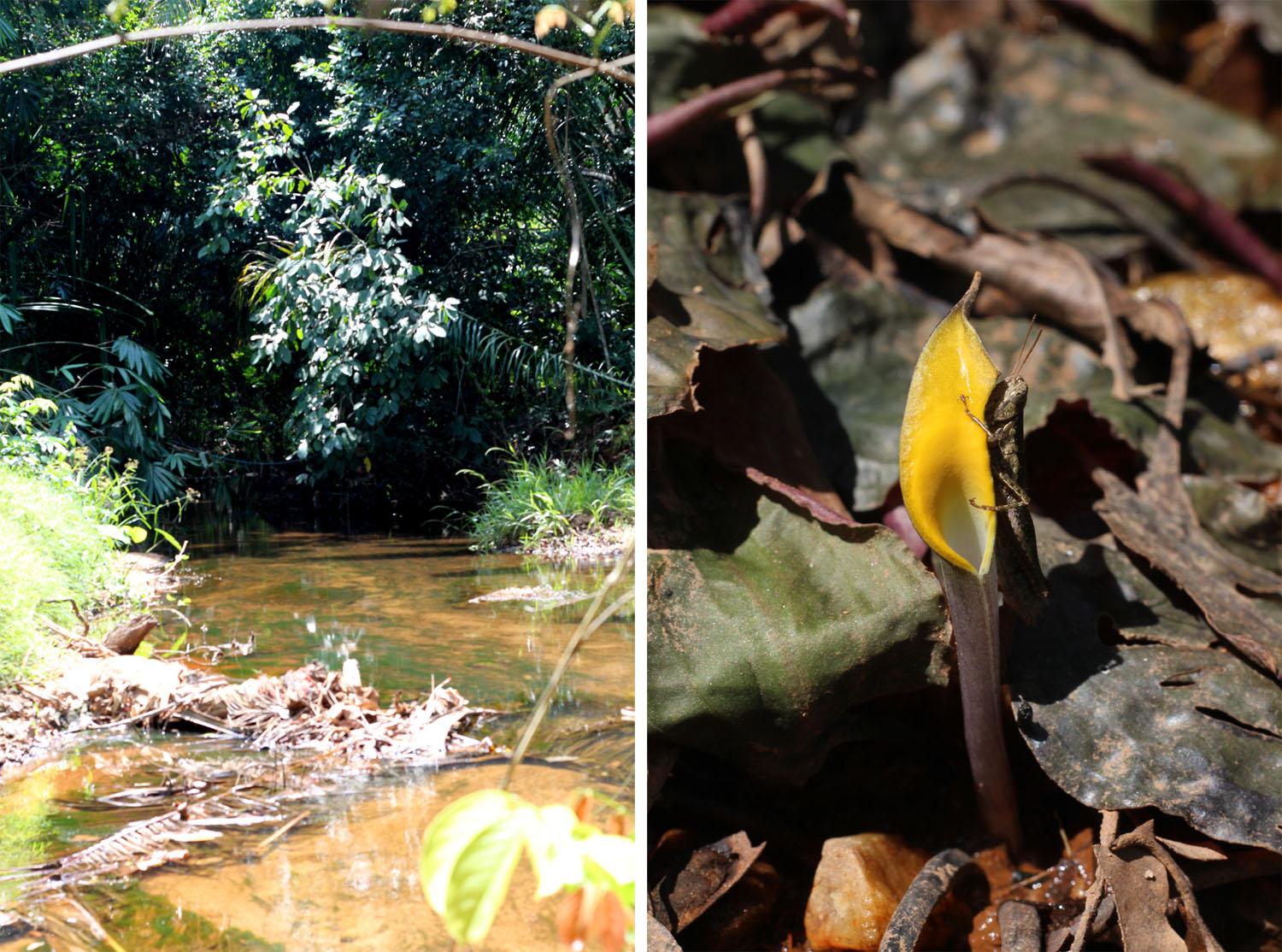 The Pak Wip River and its flowering C. cordata var. siamensis. Photo by Dmitry Loginov.
