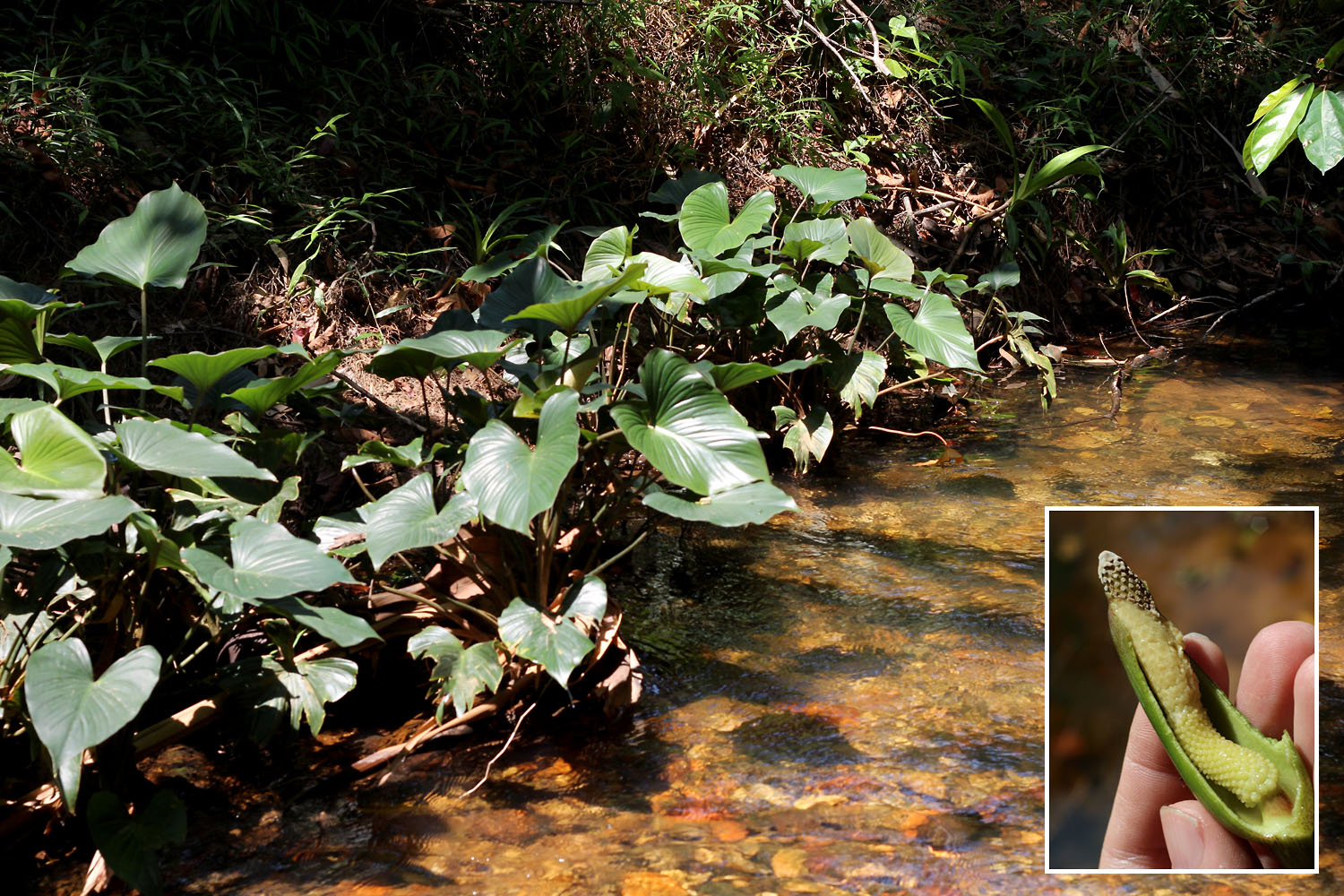 Adult specimens of Homalomena pontederiifolia on the banks of the Pak Wip River. The dissected inflorescence has faded a few days ago. Photo by Dmitry Loginov.