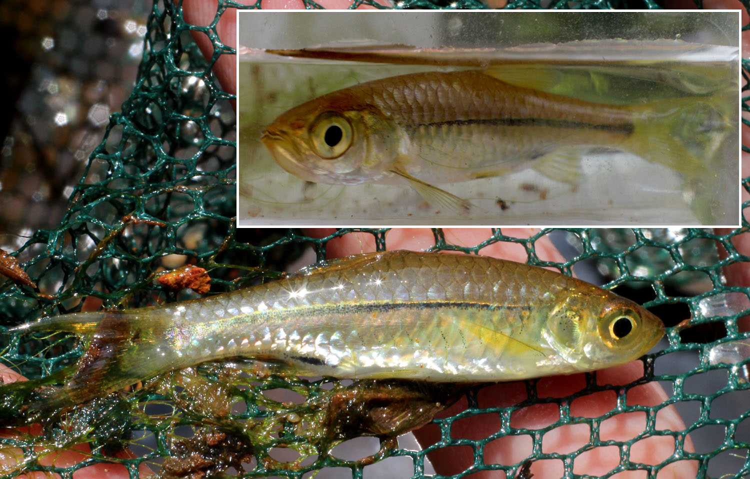 Расбора Пави (Rasbora paviana). Эта расбора не имеет никакого отношения к павианам, как считает большинство русскоязычных источников, а названа в честь французcкого дипломата Огюста Пави (Auguste Pavie, 1847-1925).