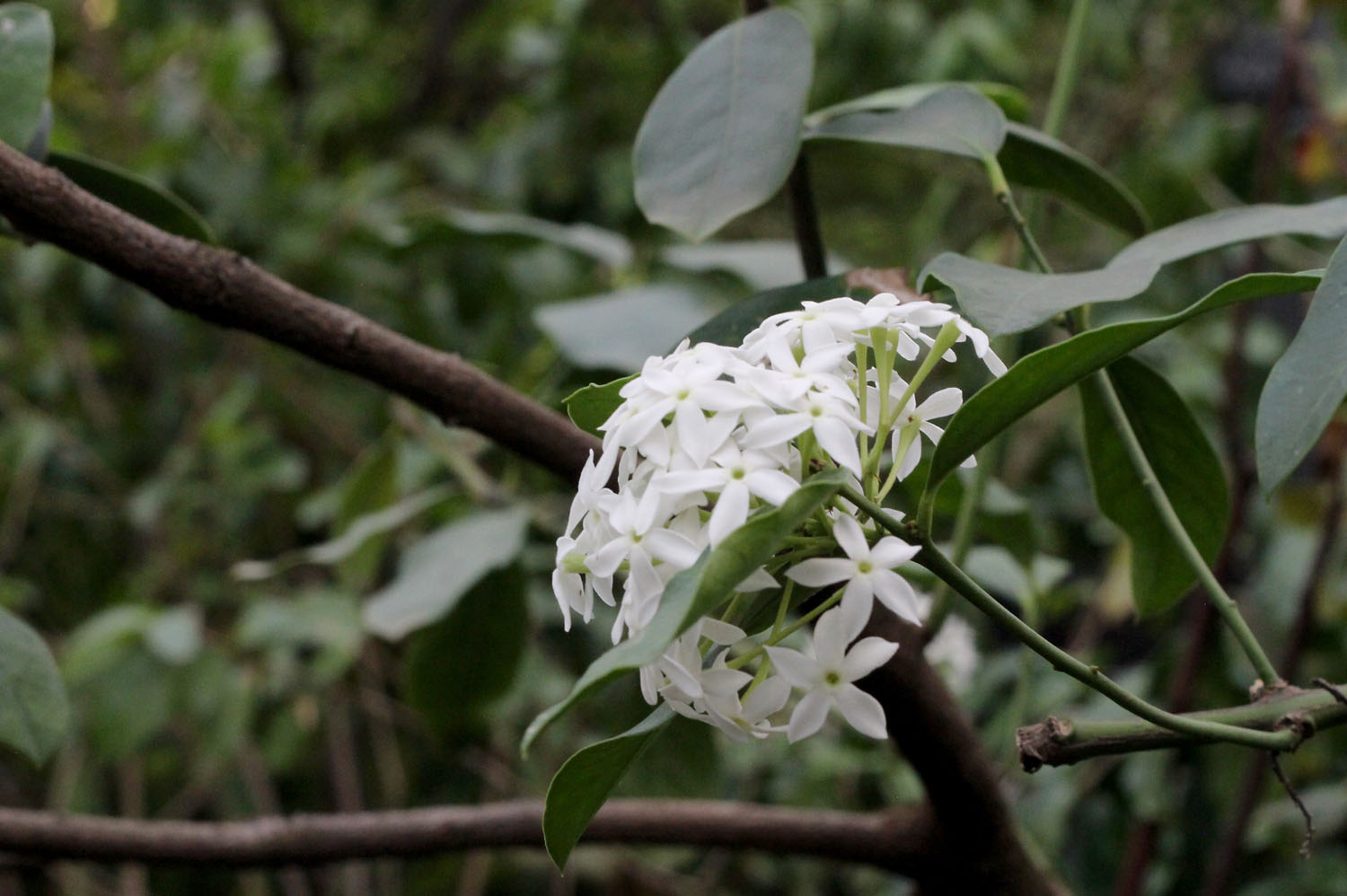 Акокантера длиннолистная (Acokanthera oblongifolia) – яркий кустарник засушливых регионов восточного побережья и юга Африки