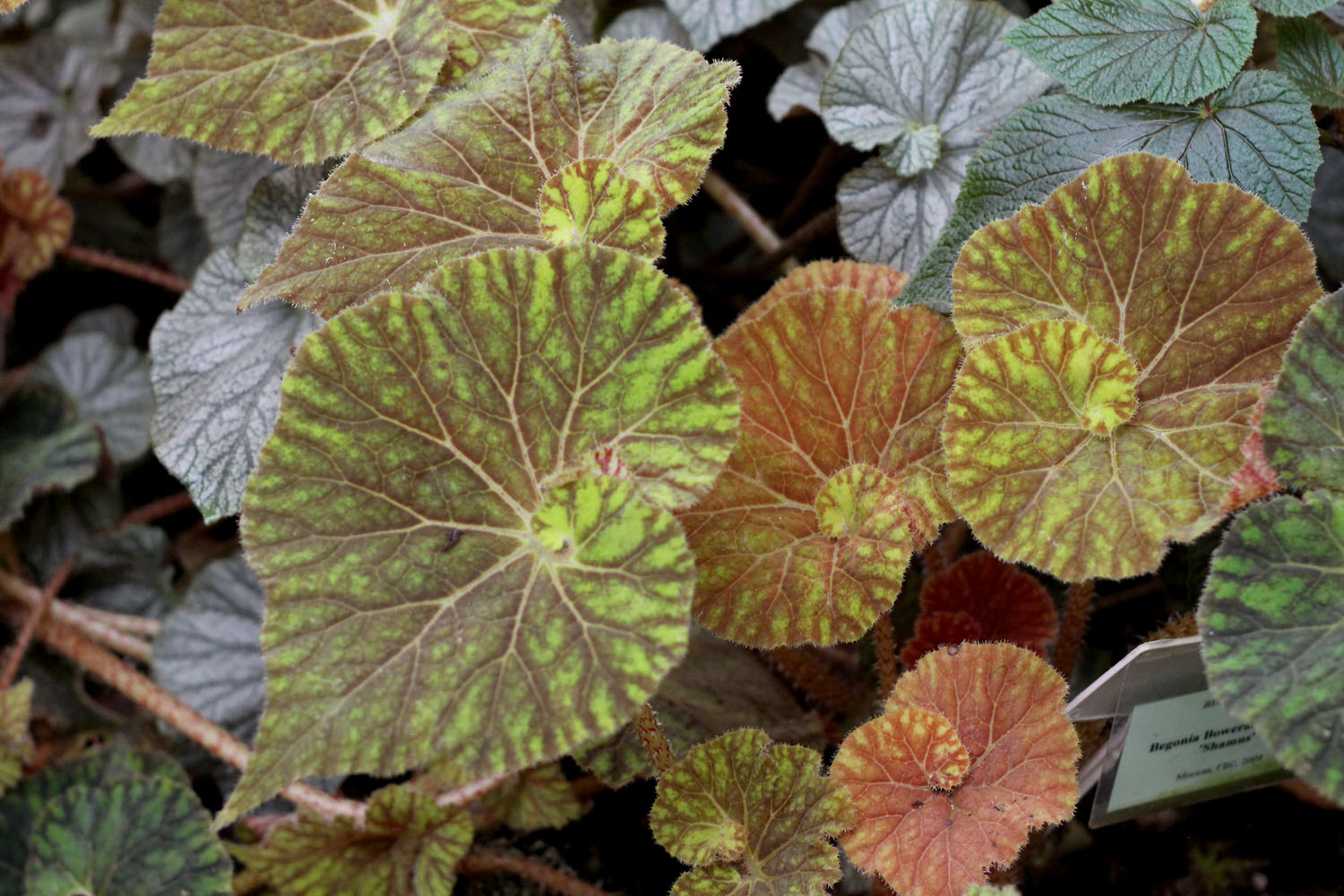 Бегония Бауэра (Begonia bowerae) – симпатичный эндемик Мексики