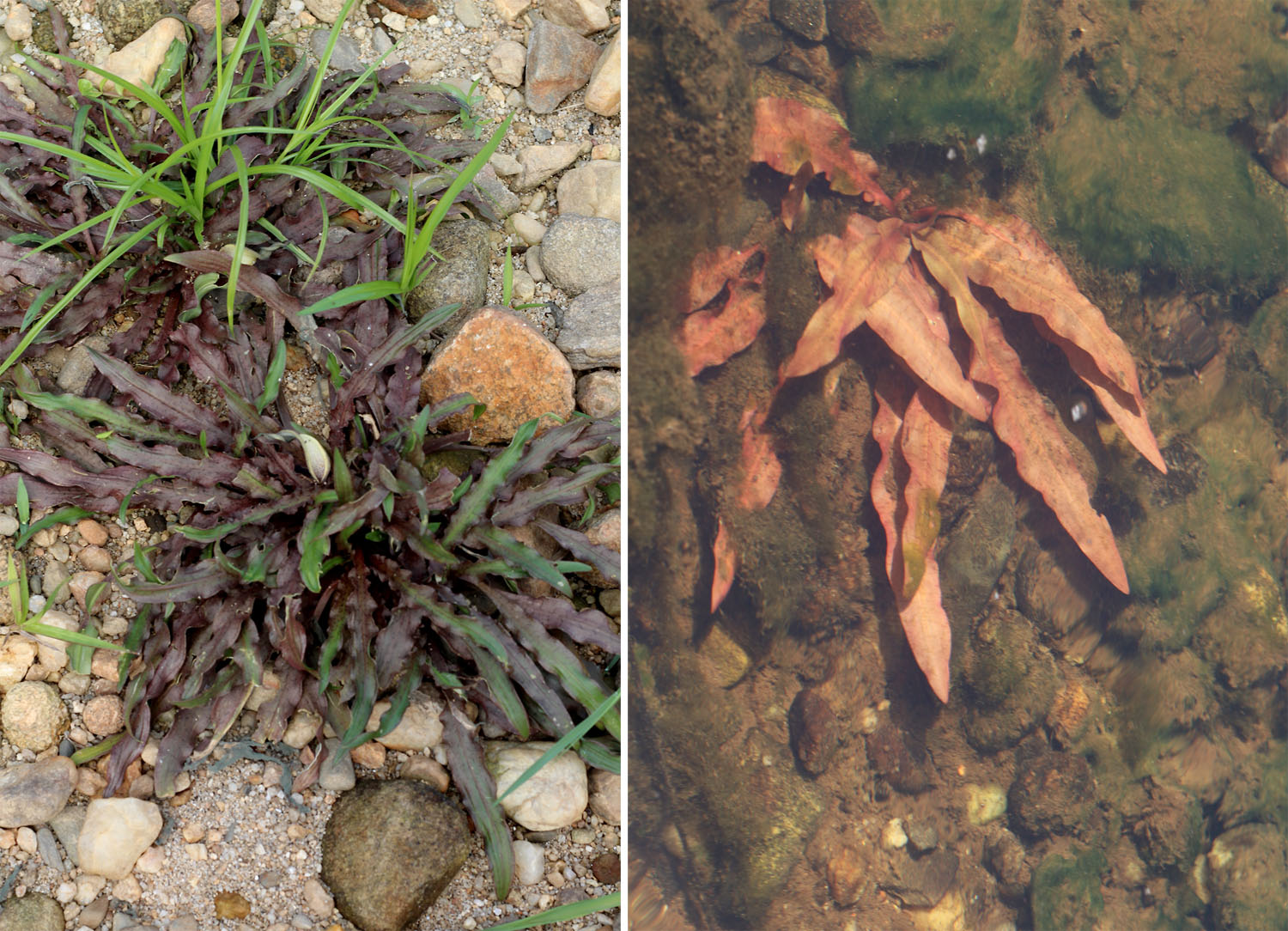 Криптокорина беловатая (Cryptocoryne crispatula var. albida) в надводной форме с соцветиями (слева) и в полностью погруженном под воду состоянии в русле реки Капонг (справа). Южный Таиланд