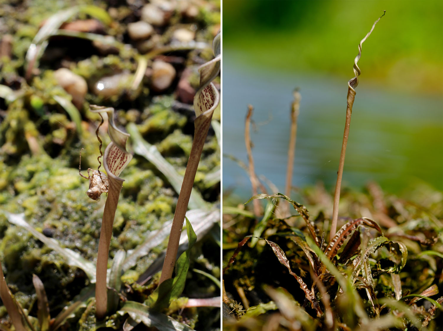 На отмелях криптокорина курчавая (Cryptocoryne crispatula var. flaccidifolia) обильно цветет. В отличие от беловатой, трубка соцветия более узкая и вытянутая, лимб покрывала сильно закручен. Фото Романа Магина