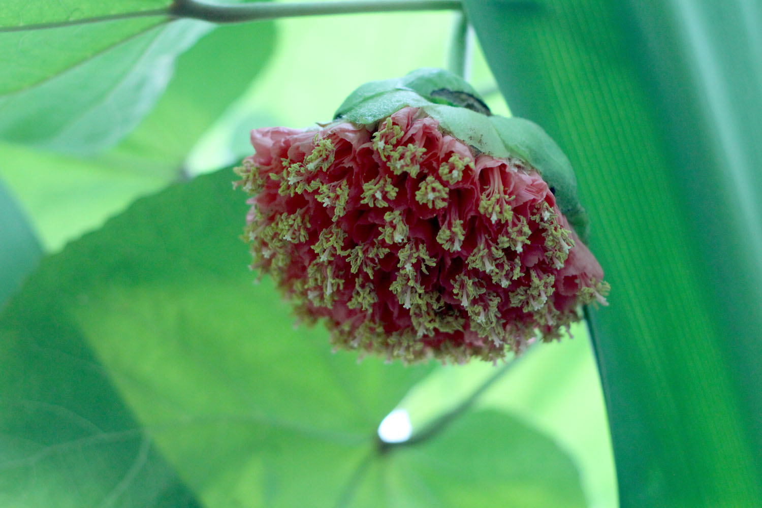Домбея Валлиха (Dombeya wallichii) – еще один эндемик, на этот раз Мадагаскара. Носит название «дерево с розовыми шарами»