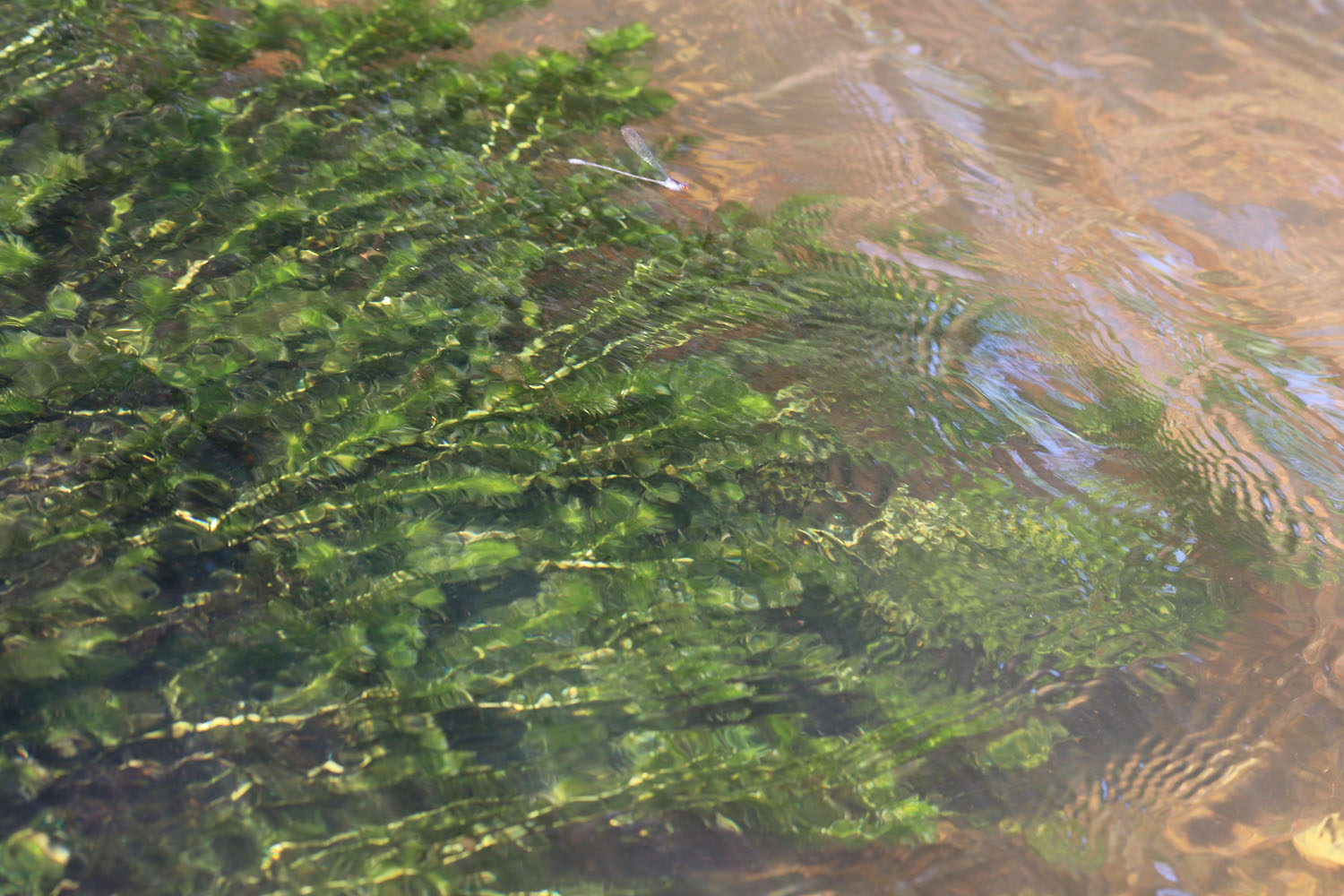 Несмотря на большой инвазивный потенциал гидриллы мутовчатой (Hydrilla verticillata) в Таиланде она встречается не так часто