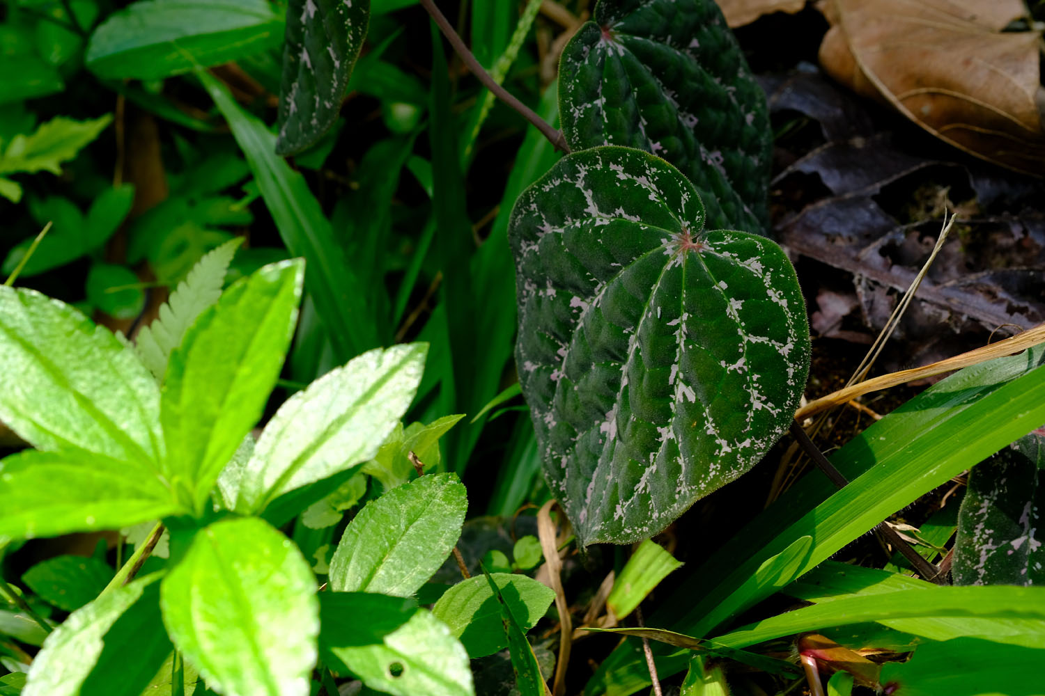 Листья перца порфиролистного (Piper porphyrophyllum). Растение является эндемиком Таиланда и Материковой Малайзии. Фото Романа Магина