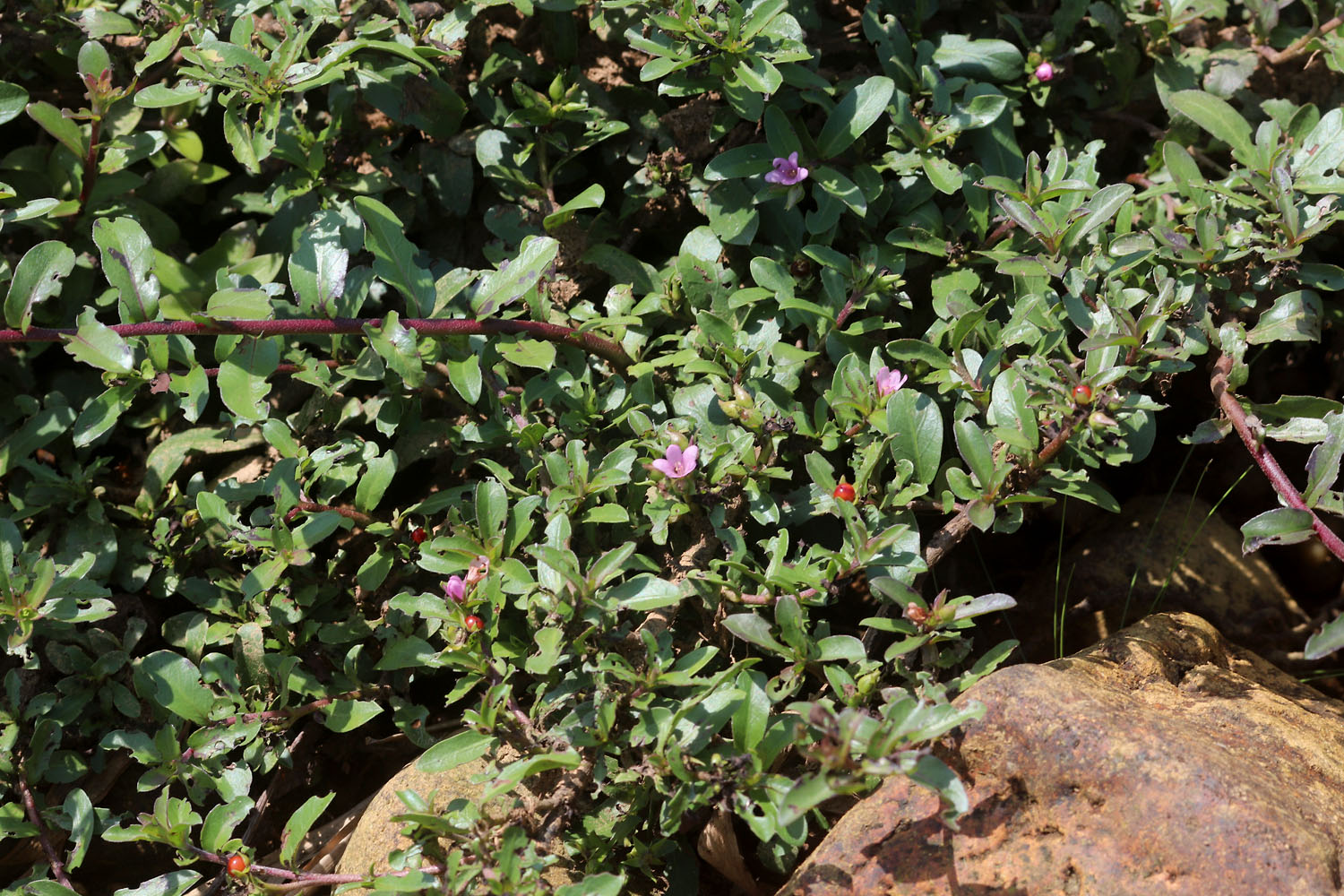 Ротула водная (Rotula aquatica) – представитель семейства Бурачниковые (Boraginaceae). Об аквариумном содержании ротулы пока ничего не известно