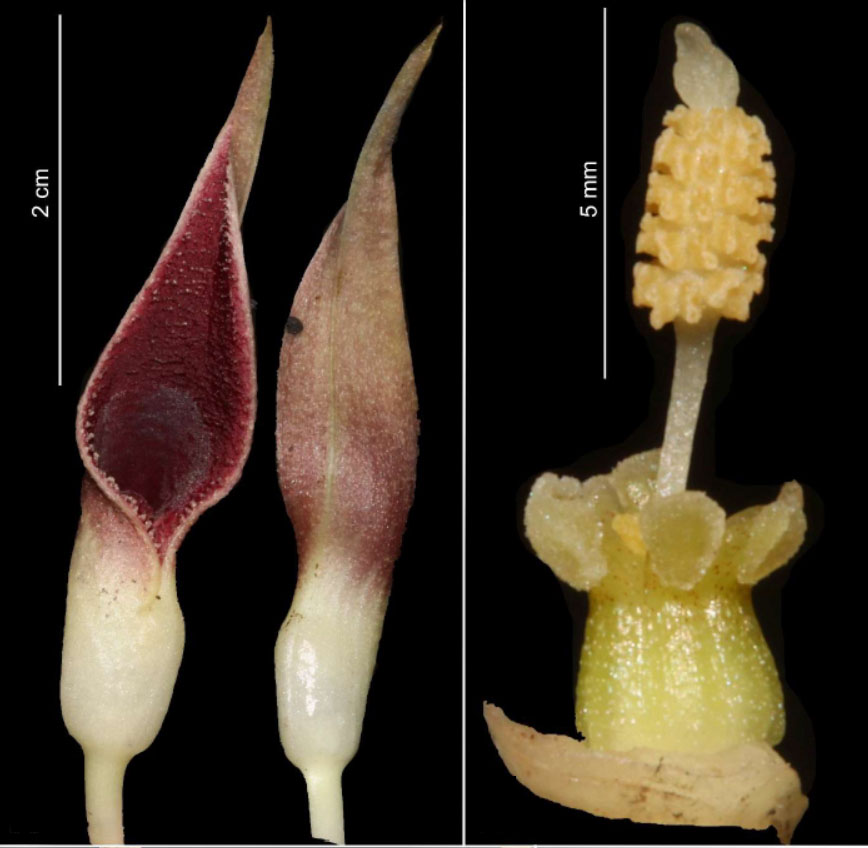 Соцветие криптокорины Винзела (Cryptocoryne vinzelii). Иллюстрация из оригинальной публикации.