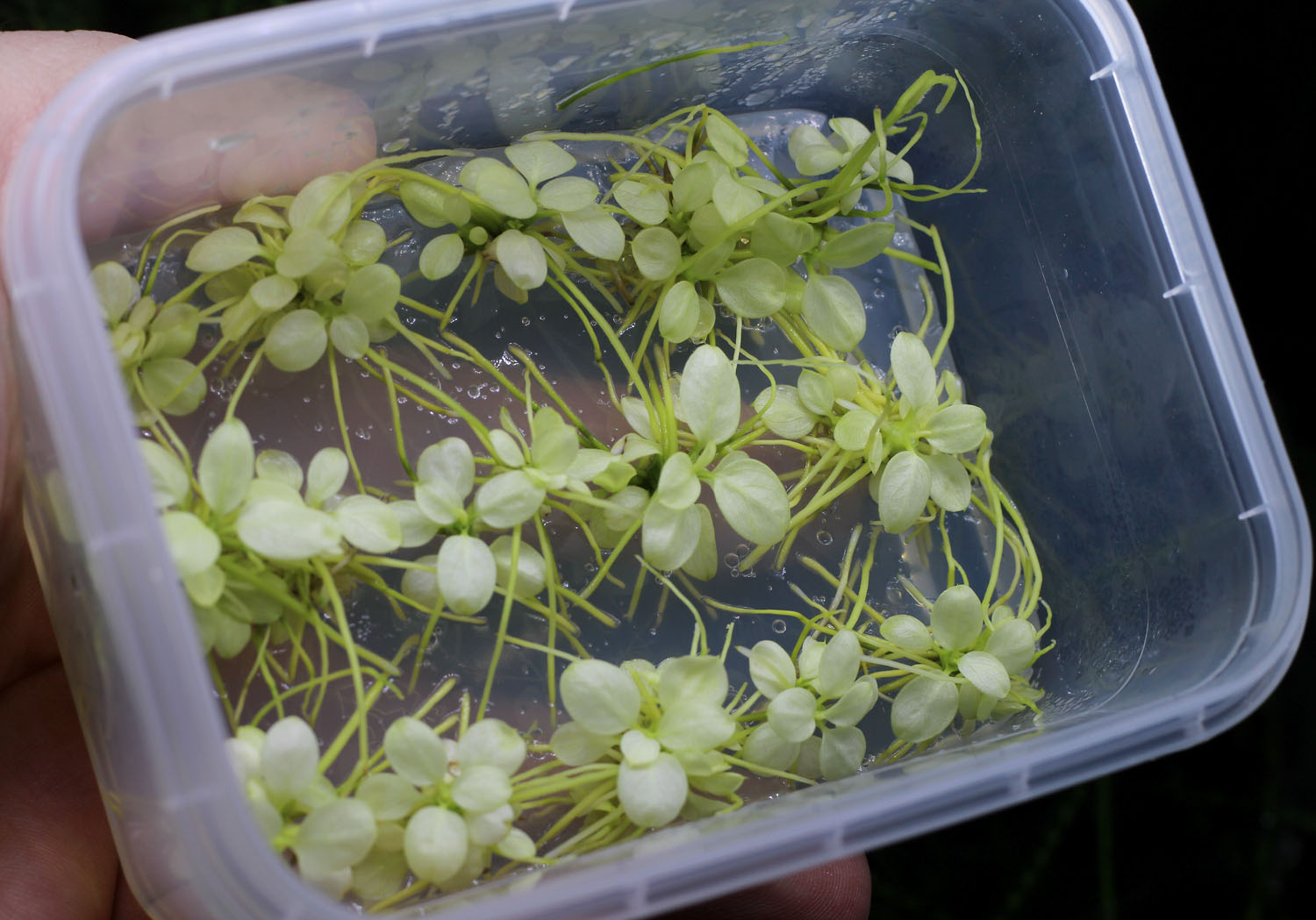 Меристемная культура Anubias nana marble от компании Future Flora Lab