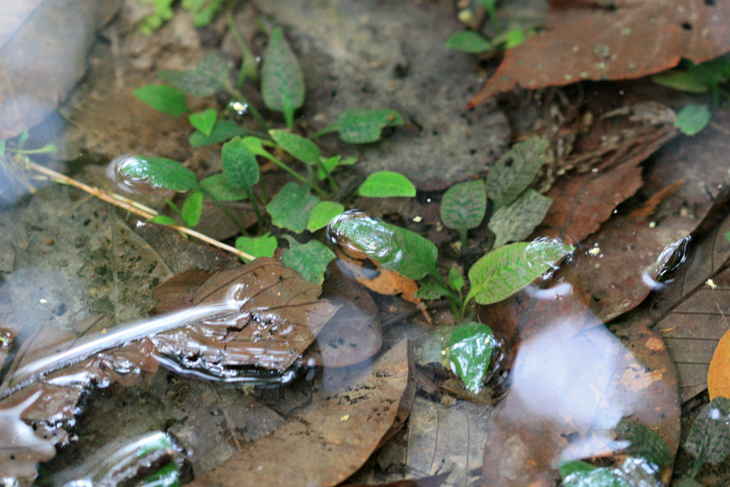 Криптокорина ржавая (Cryptocoryne ferruginea var. ferruginea) на заболоченной местности неподалеку от буддистского храма.