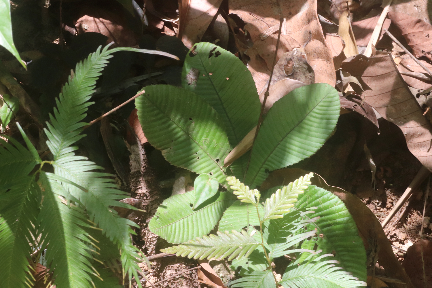 Акротрема ребристая (Acrotrema costatum) – представитель семейства Диллениевые (Dilleniaceae).