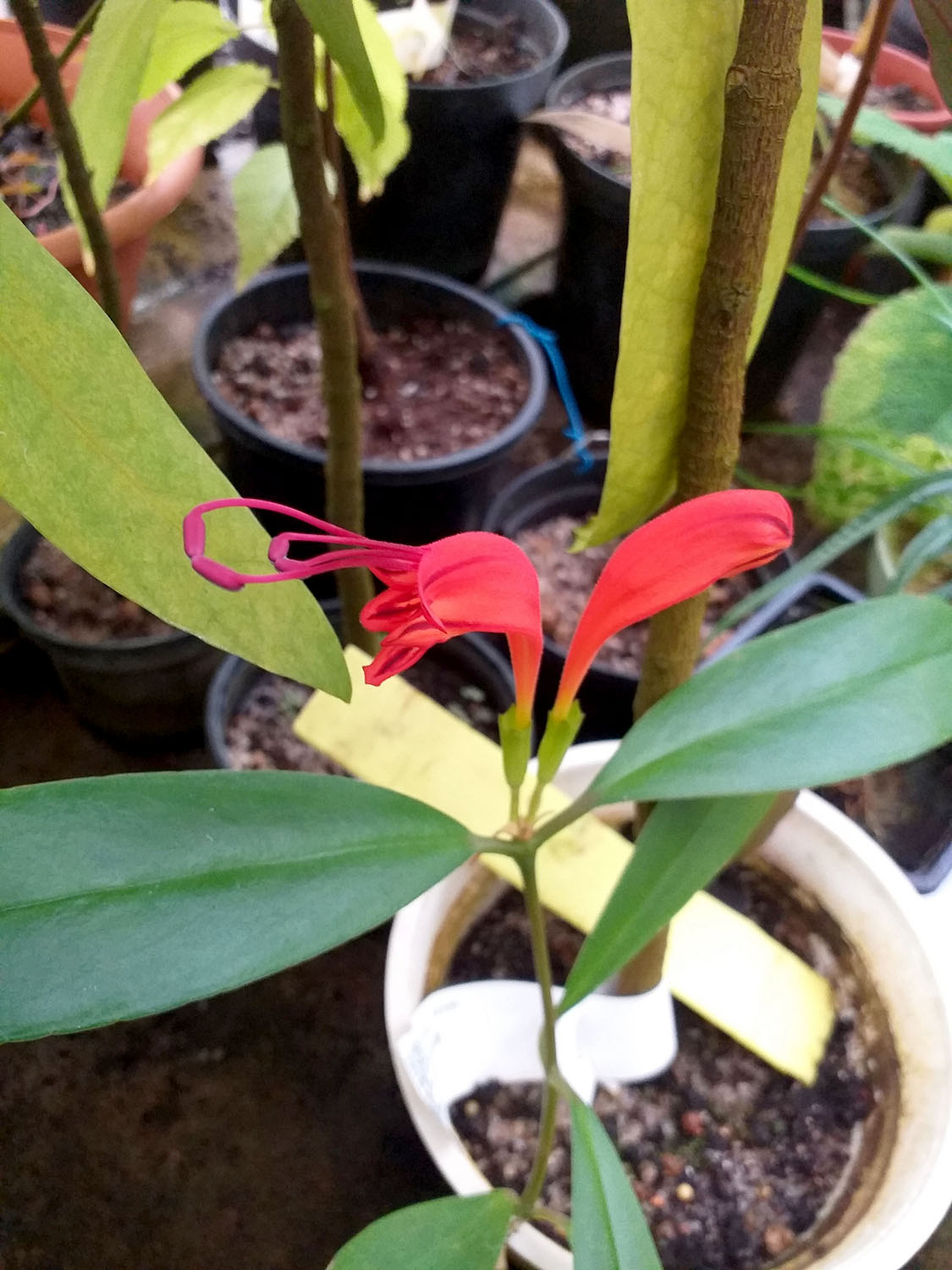 Эсхинантус красивый (Aeschynanthus speciosus). В Таиланде произрастает около 20 видов эсхиантусов, большинство из которых во многом похожи друг на друга. Фото Сергея Барынина.