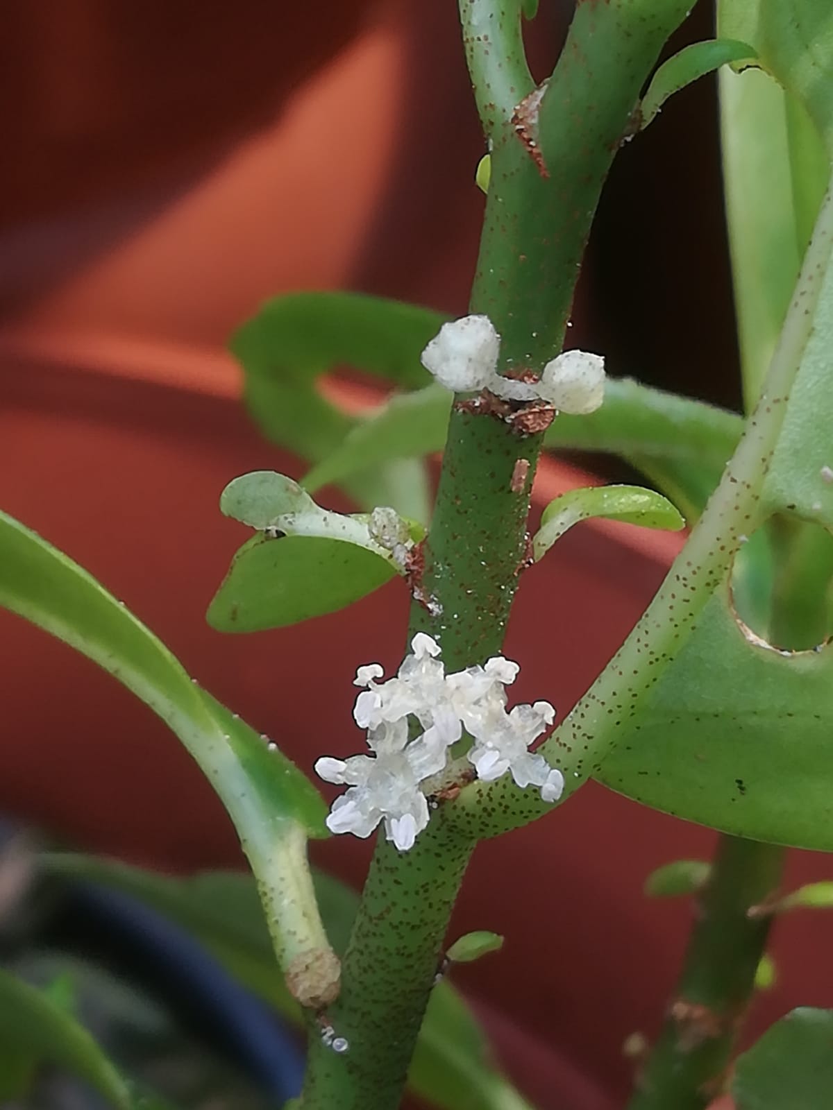 Цветение новой элатостемы (Elatostema sp.). Фото Сергея Барынина.
