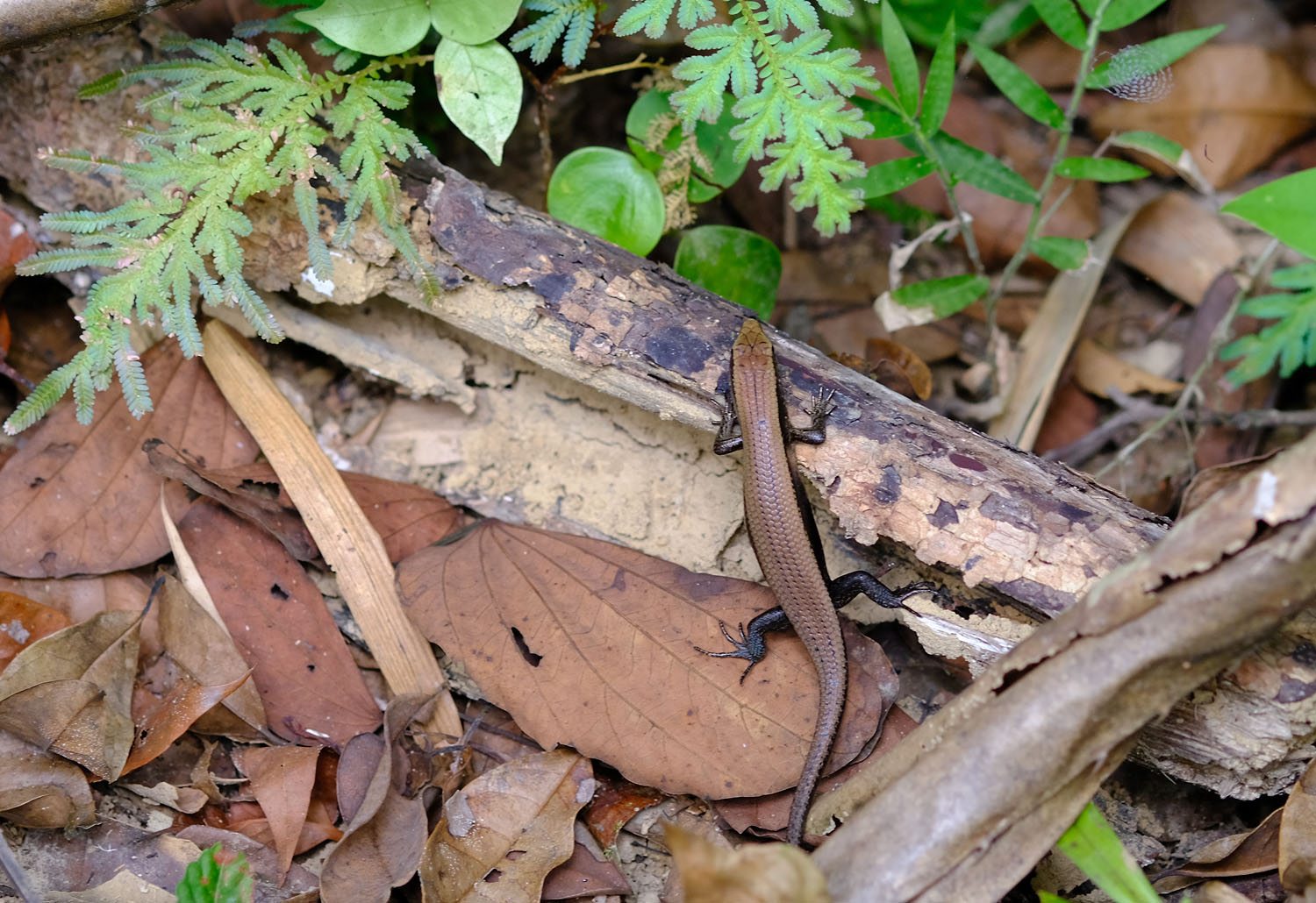 Многополосый солнечный сцинк (Eutropis multifasciata). Подобных ящериц можно встретить почти в каждом тропическом уголке нашей Планеты. Фото Романа Магина.