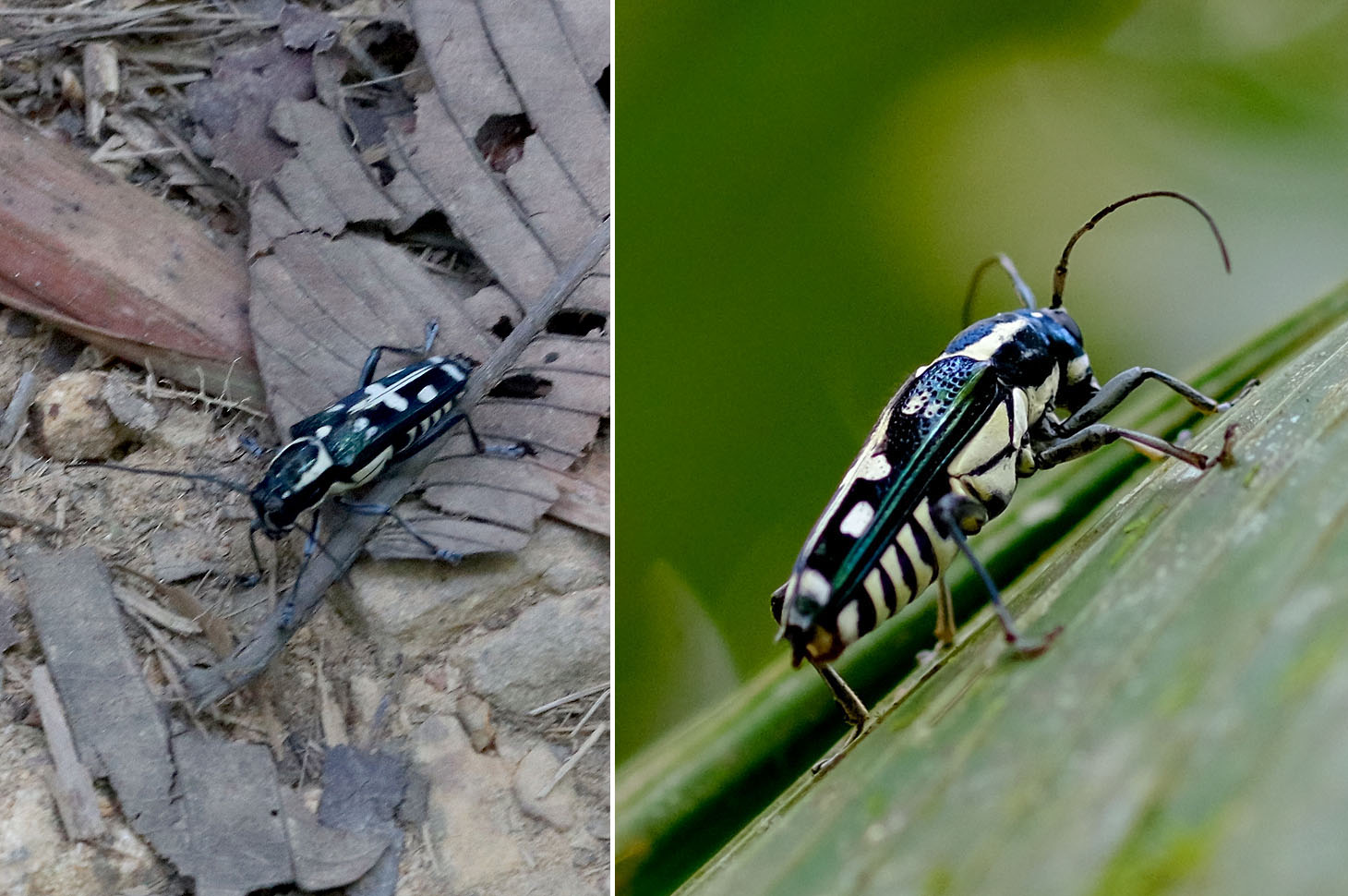 Кто-то из длинноусых жуков семейства Cerambycidae. Похож на Glenea elegans, но именно с белым крестом на спине мне не встречался, поэтому для себя я его прозвал просто «жук-крестоносец».