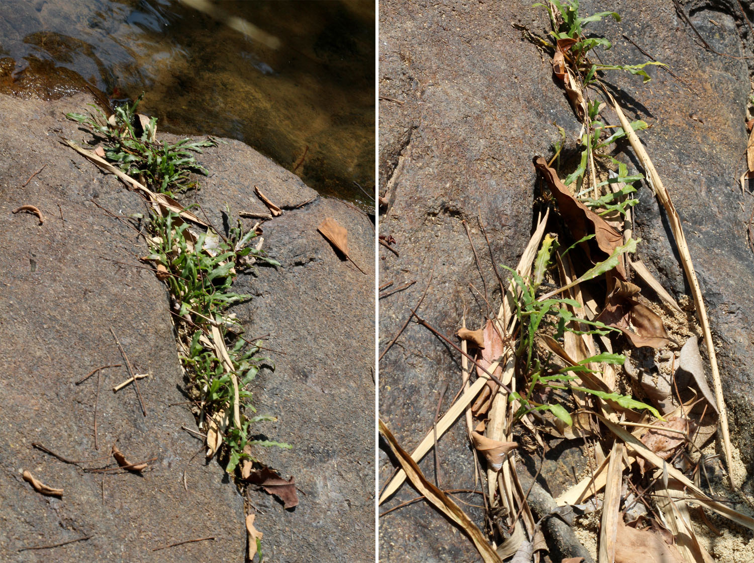 Криптокорина беловатая (Cryptocoryne crispatula var. albida) корнями глубоко уходит в трещины камней. Действие скорее вынужденное – чтобы удержаться во время половодий, вызванных тропическими дождями.