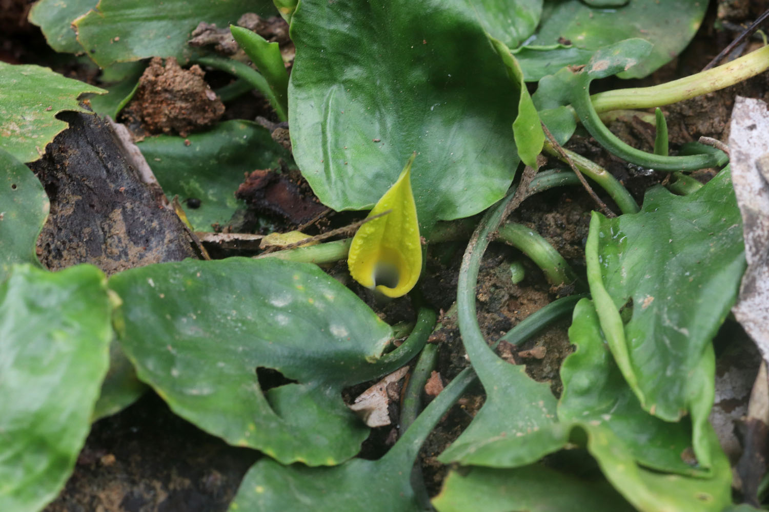 Криптокорина Cryptocoryne cordata var. wellyi оказалась одной из немногих разновидностей криптокорины сердцевидной, которых не затронули изменения в систематике конца 2023 года.