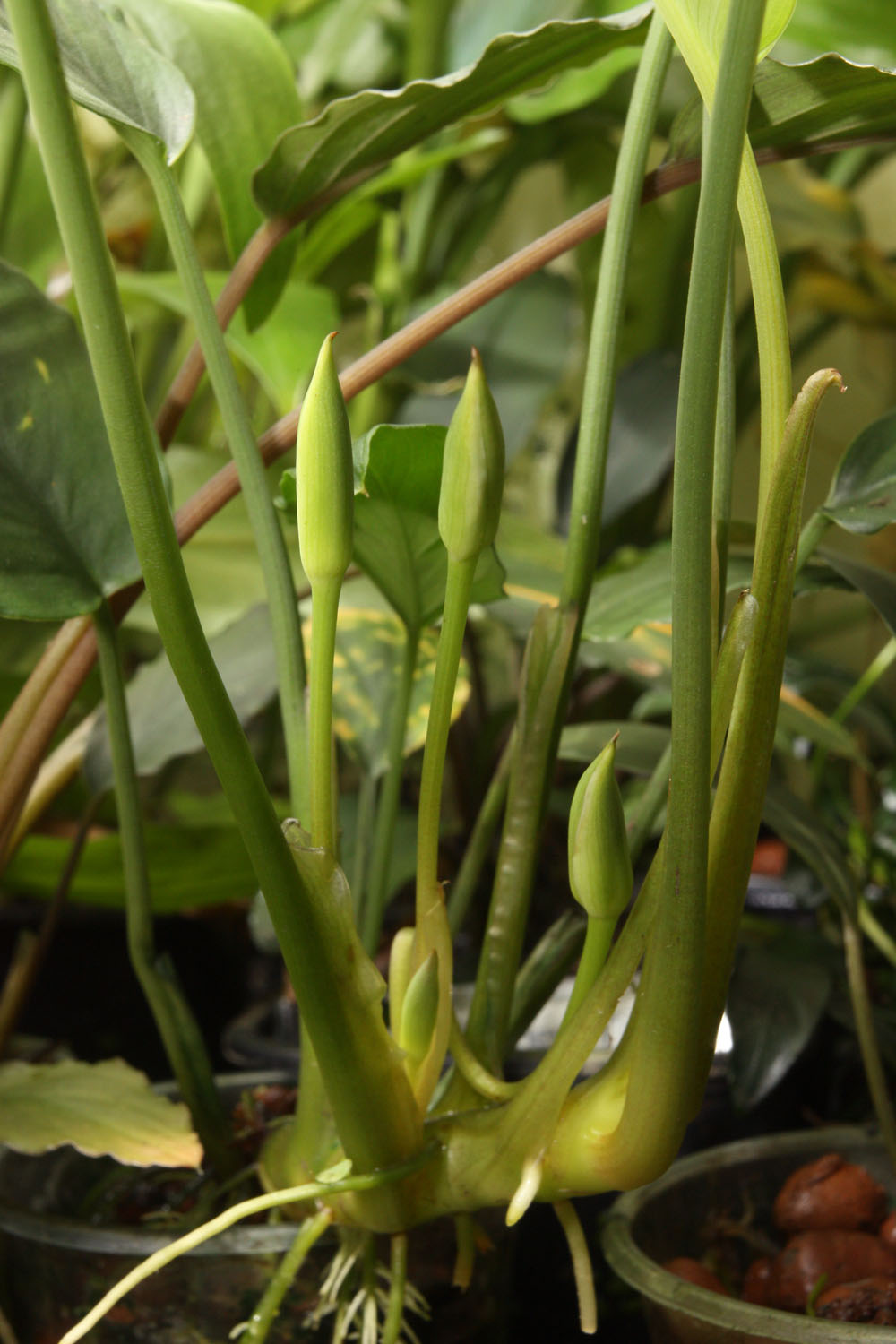 Green form of Furtadoa sumatrensis with numerous inflorescences.