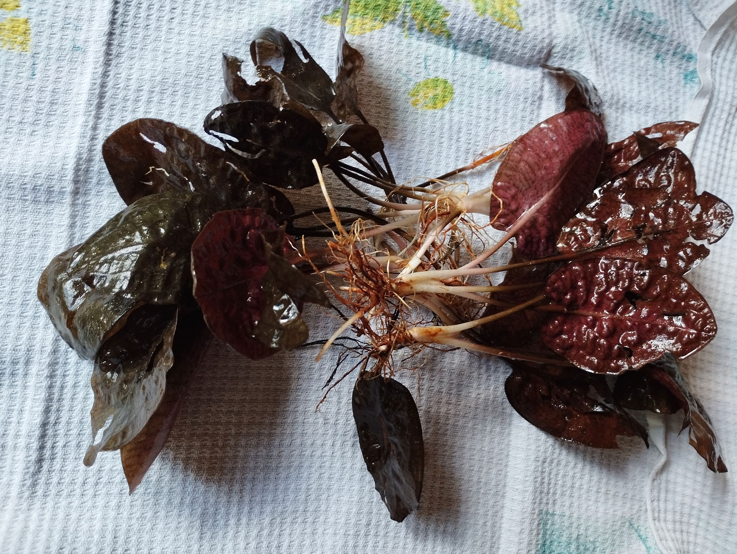 Редко можно встретить криптокорину сиамскую (Cryptocoryne siamensis var. siamensis) такой правильной округлой формы. Автор фото - Михаил Конев.