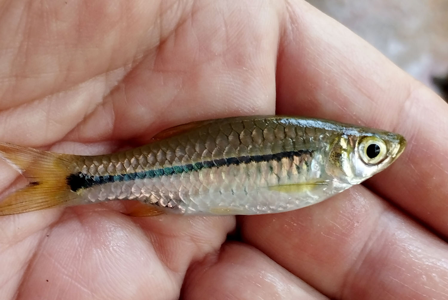 Типичный для Таиланда представитель ихтиофауны - Расбора Пави (Rasbora paviana). От часто встречаемой в Юго-Восточной Азии расборы Эйнтховена (Rasbora einthovenii) ее отличает короткая черная полоса вдоль боковой линии, которая не затрагивает голову и глаз рыбы. Автор фото - Михаил Конев.