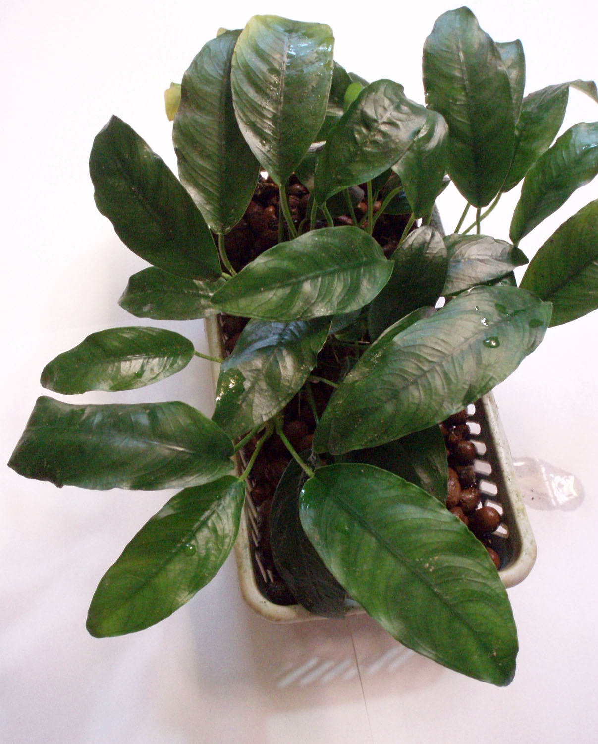 Anubias sp. 'heteroclita' в тепличной культуре. Один из анубиасов советских времен, происхождение которого до сих пор остается неизвестным. Автор фото: Дмитрий Логинов.