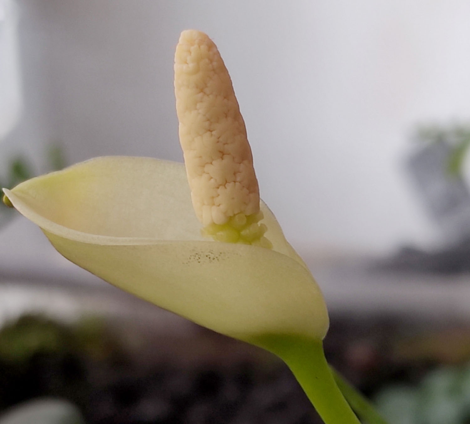 Даже из этой фотографии можно понять, что теки у соцветия Anubias sp. 'heteroclita' располагаются на боковой поверхности синандрия. Автор фото: Сергей Митрофанов.