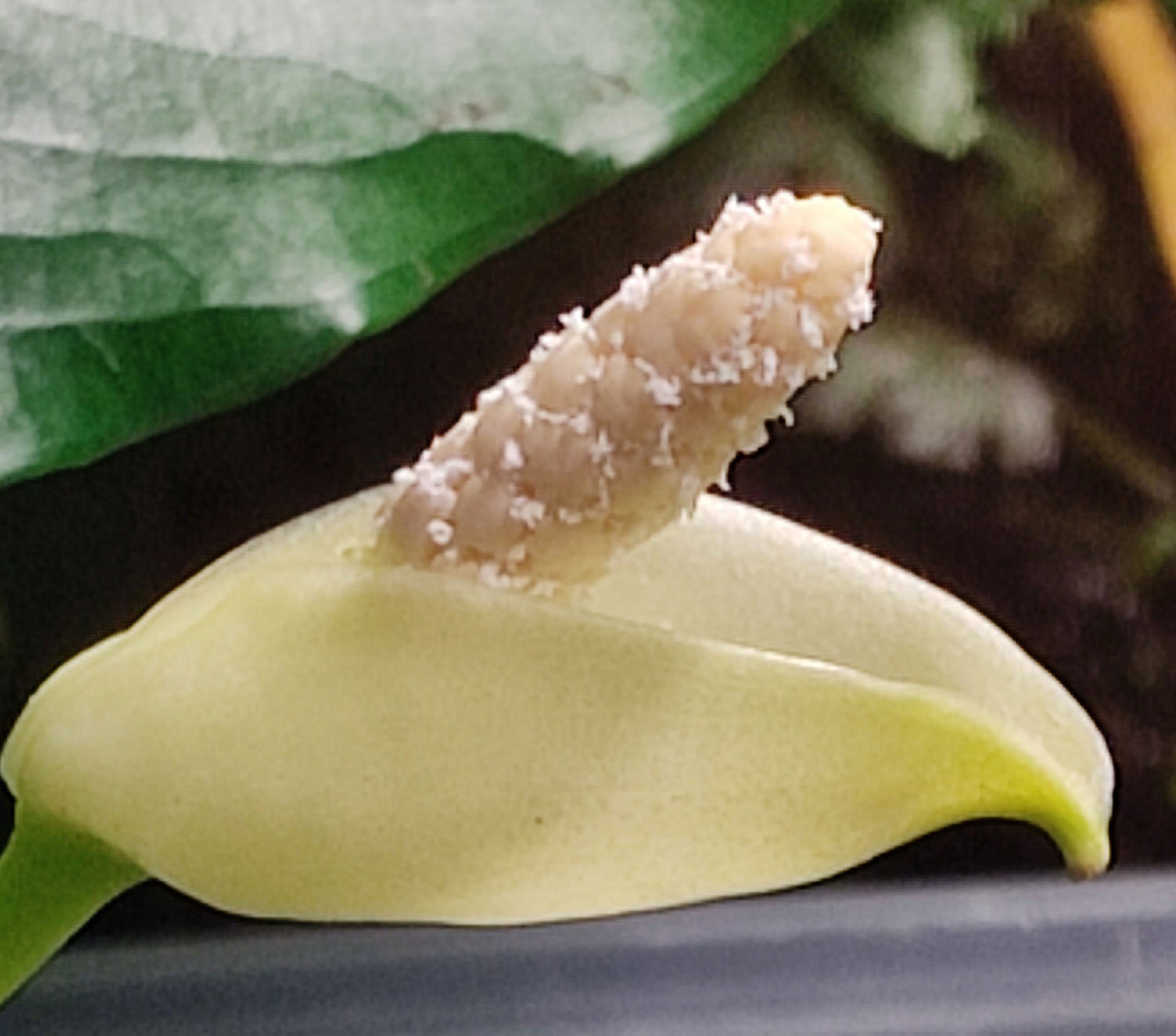 Пыльца на мужской части початка у Anubias sp. 'heteroclita'. Автор фото: Сергей Митрофанов.