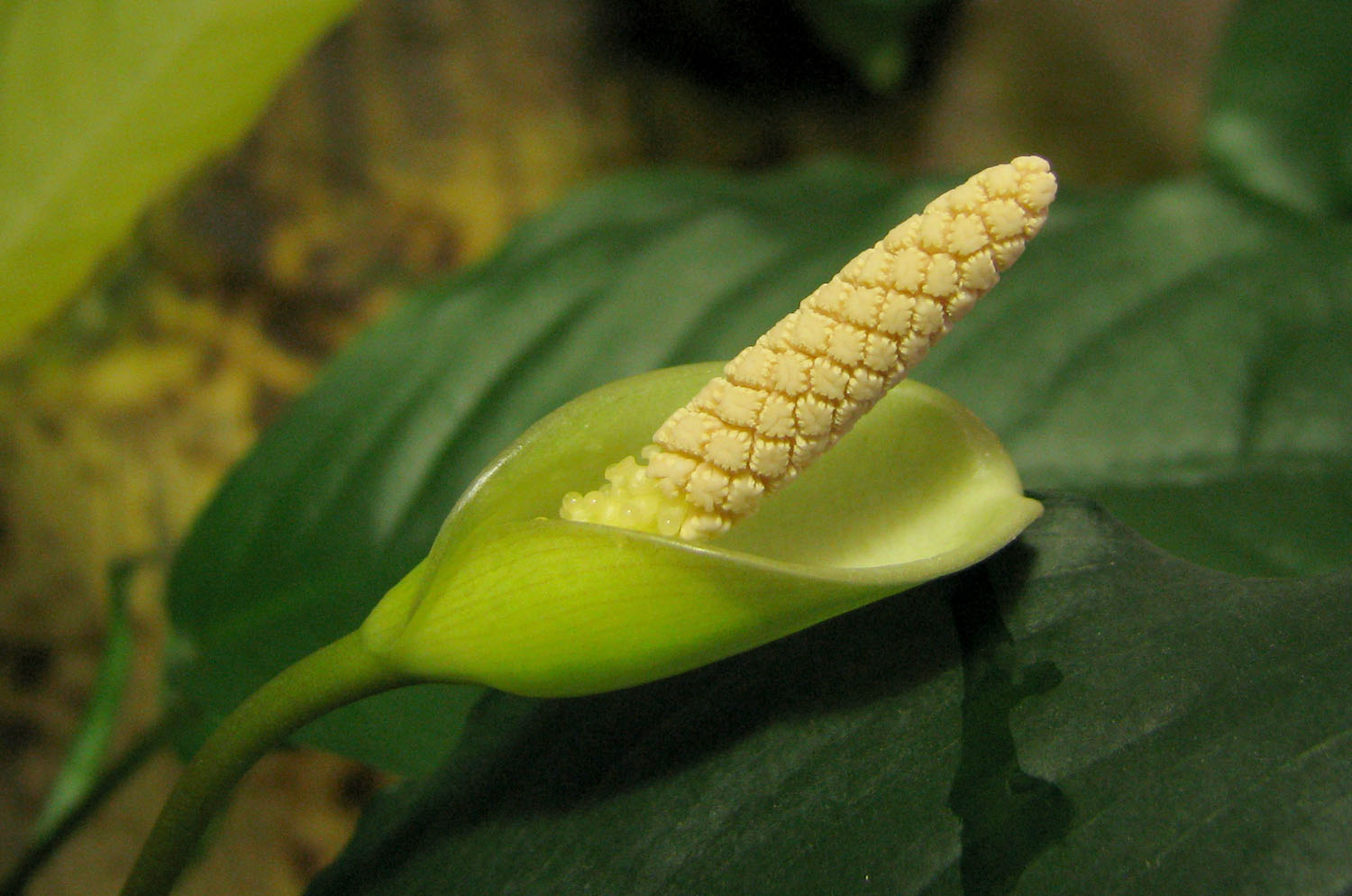 Соцветие гибрида A. barteri var. nana A. heterophylla (A. undulatus). Теки расположены на боковой поверхности синандрия почти у самого ребра. Абсолютного сходства с гетероклитой тут нет, но становится понятным куда двигаться. A. heterophylla – очень изменчивый вид с большим количеством природных форм. Автор фото: Сергей Бодягин.