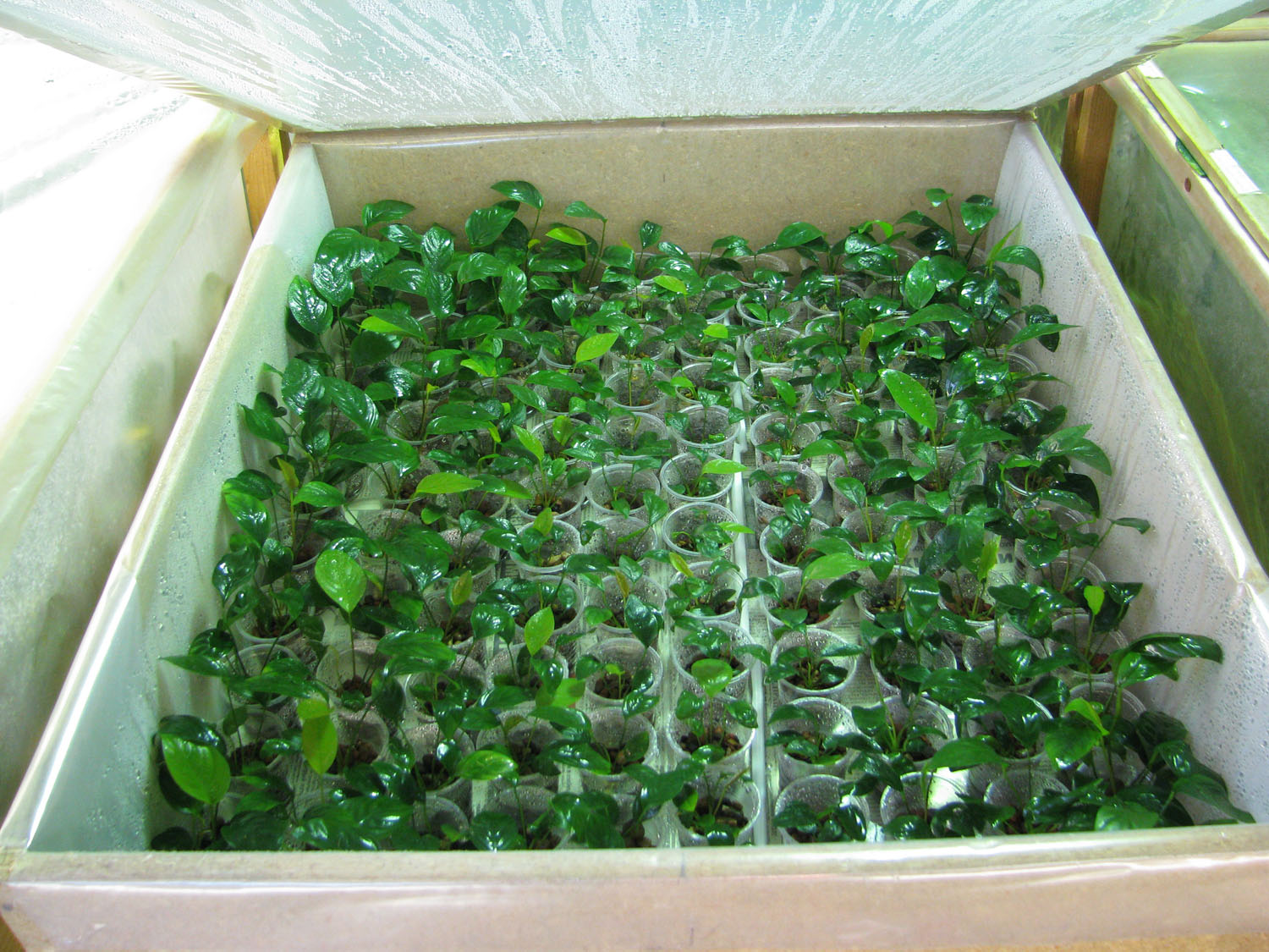 Seedlings in separate pots in the greenhouse. Photo: S. Bodyagin.